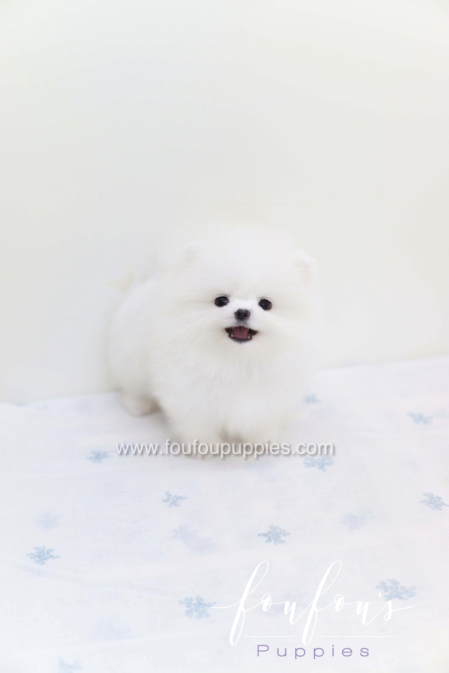 Boo - Pomeranian M.