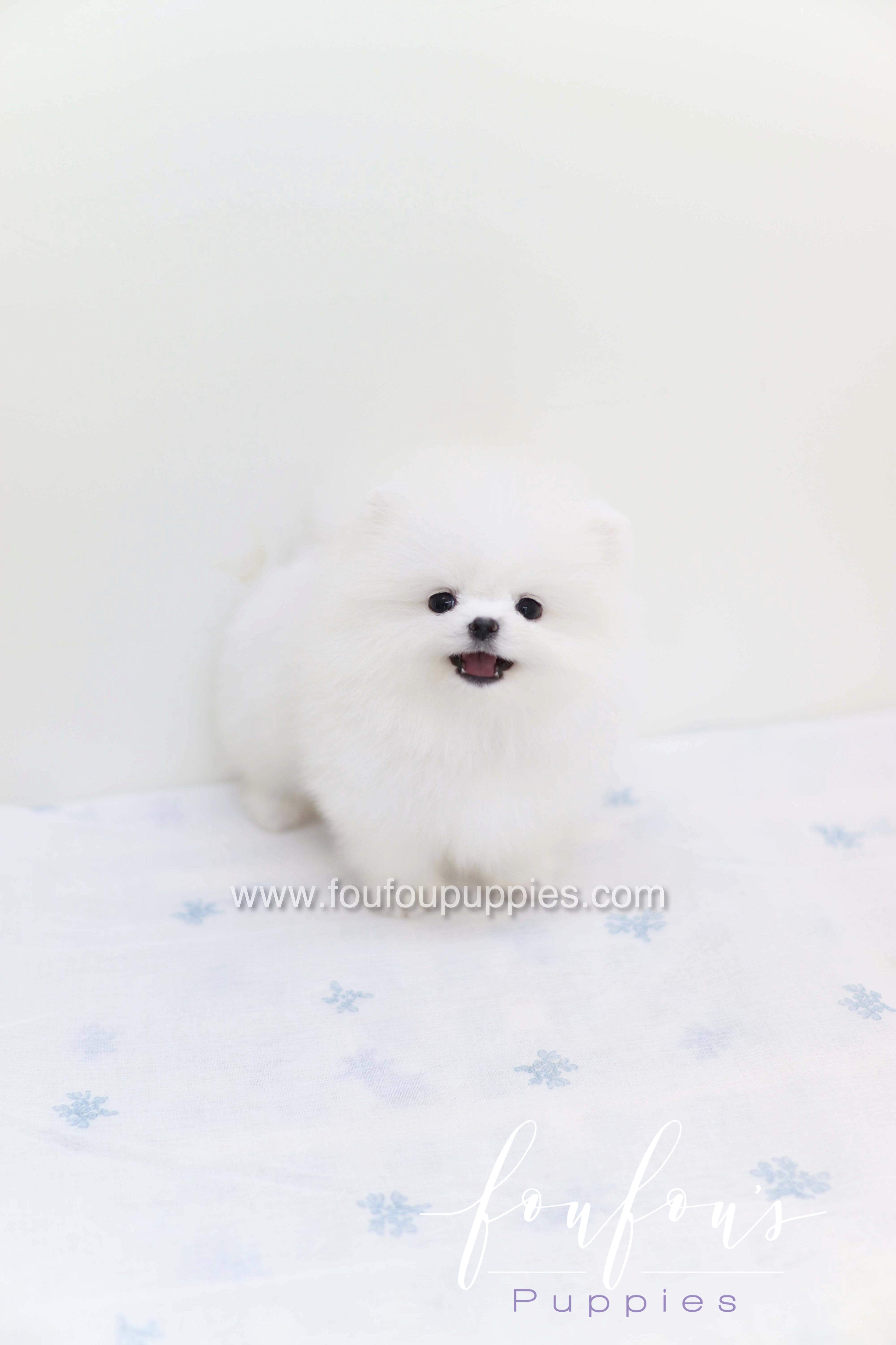 Boo - Pomeranian M.