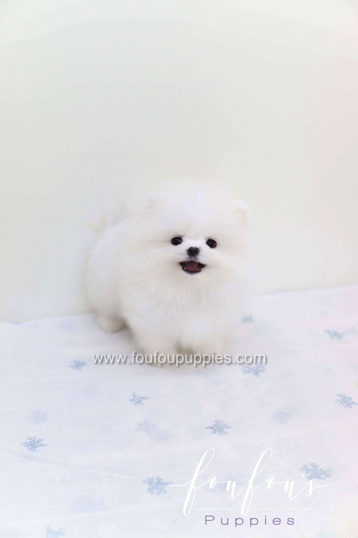 Boo - Pomeranian M.