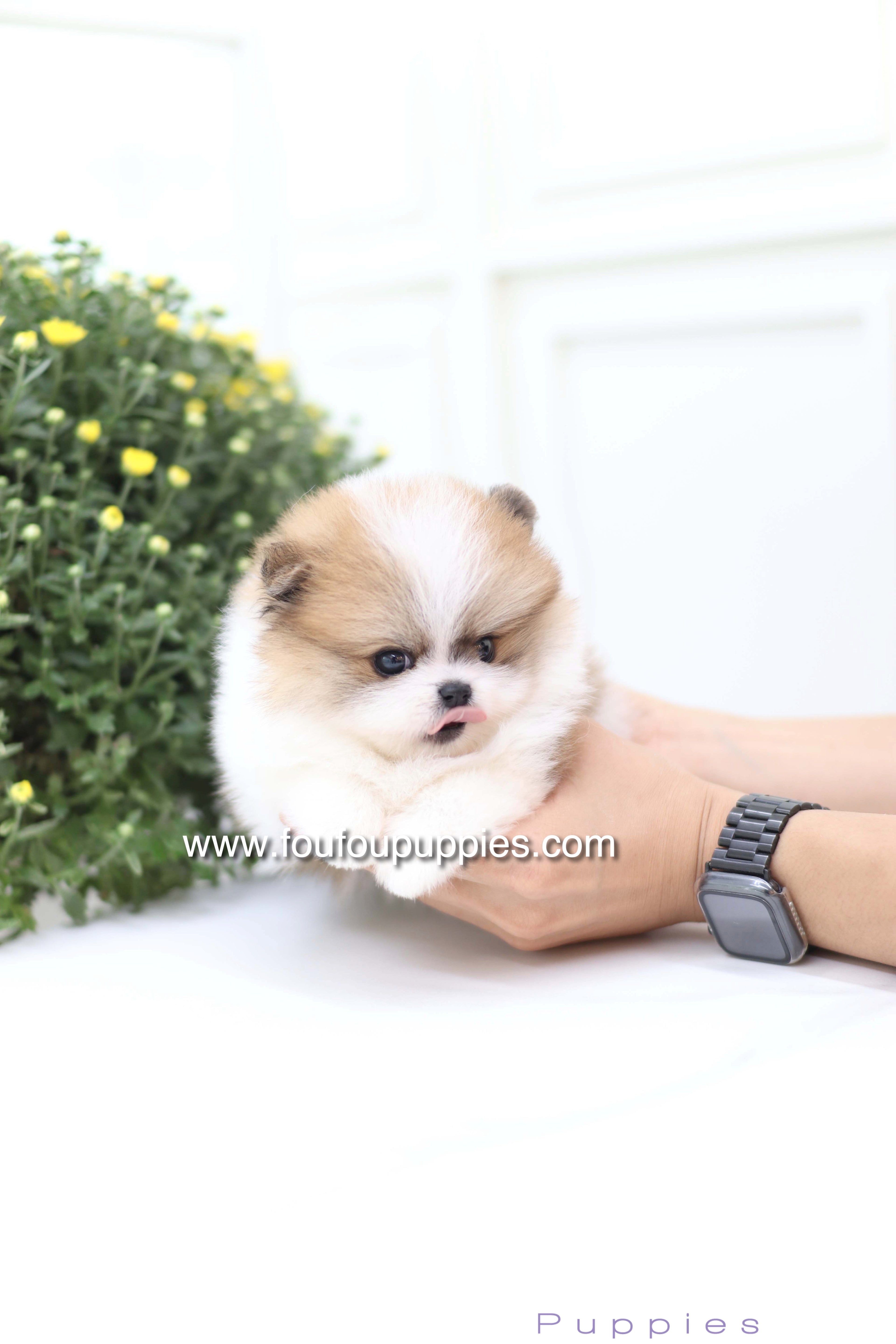 Mushy - Pomeranian M.