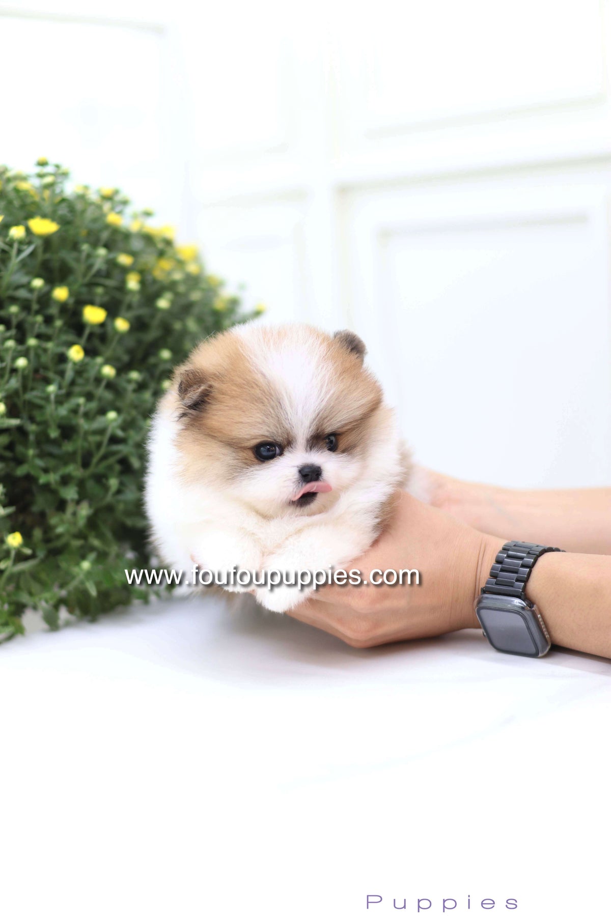 Mushy - Pomeranian M.