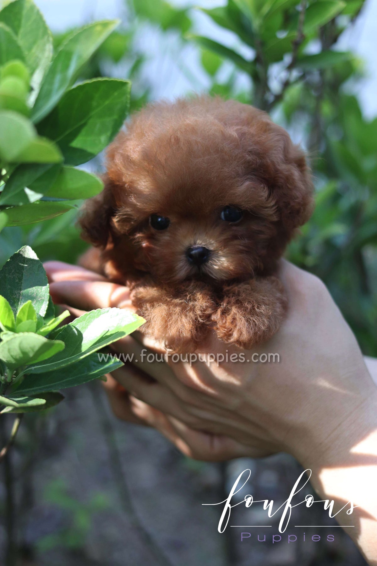 Rosie - Poodle F.