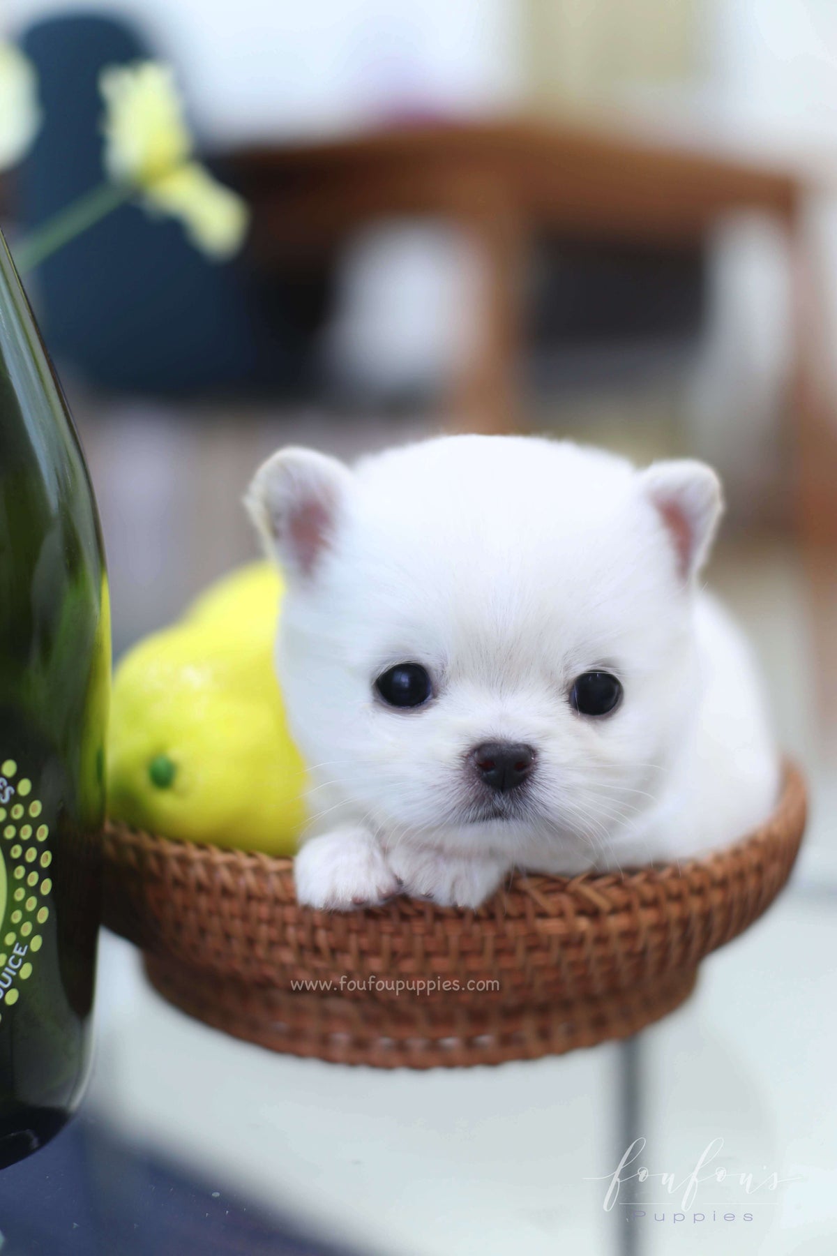 Milo - Chihuahua M.