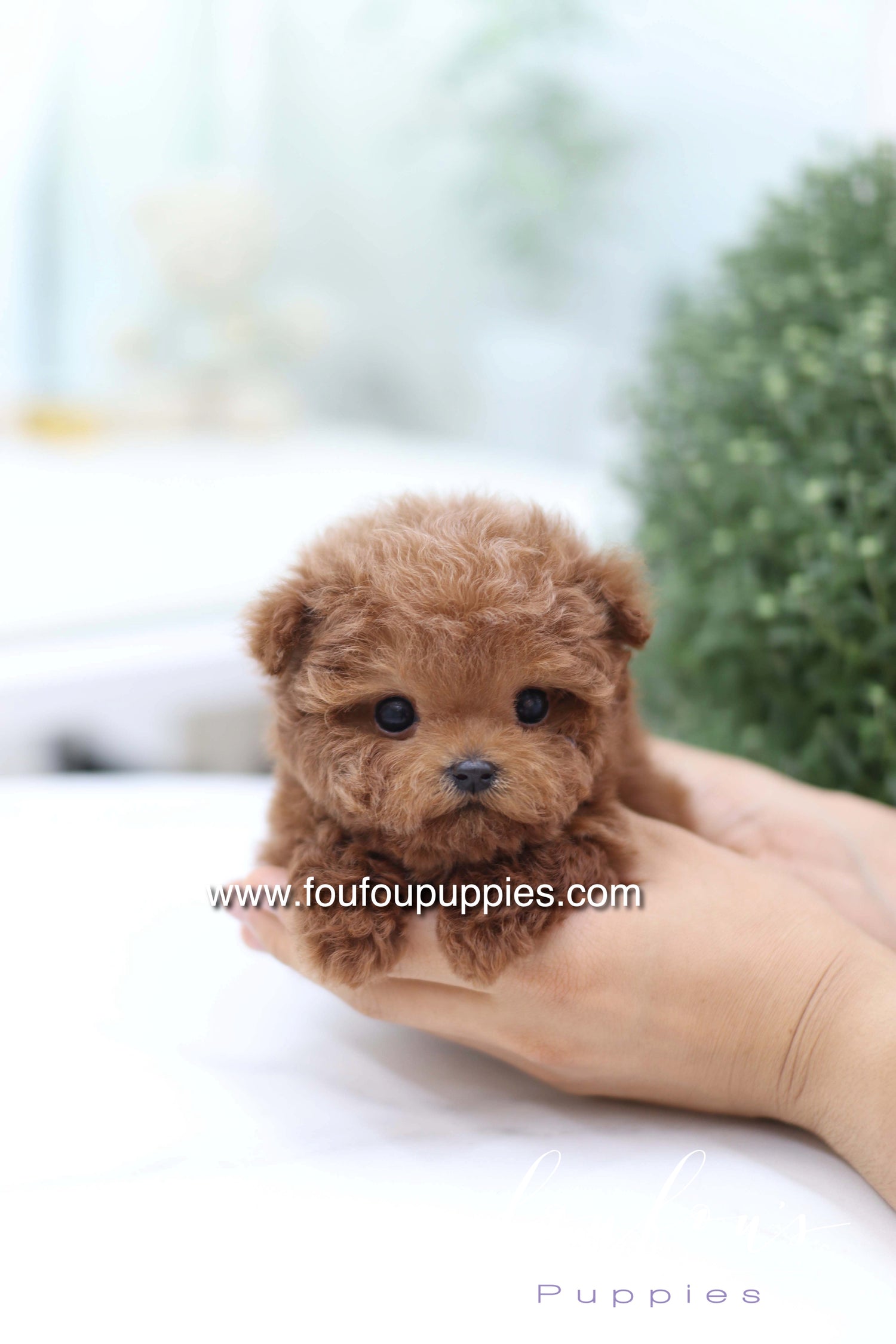 Sushi - Poodle M.