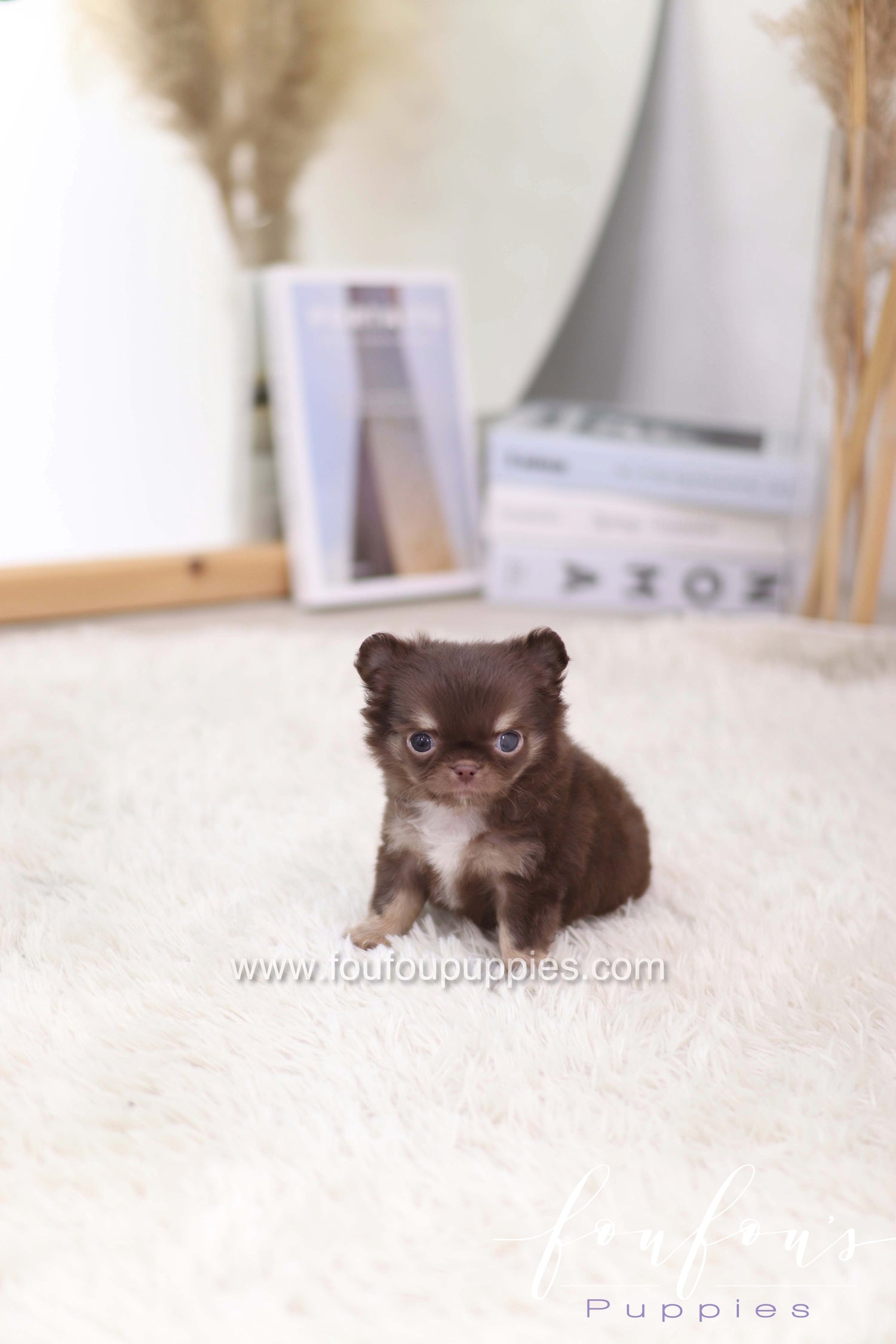 Mocha - Chihuahua F.
