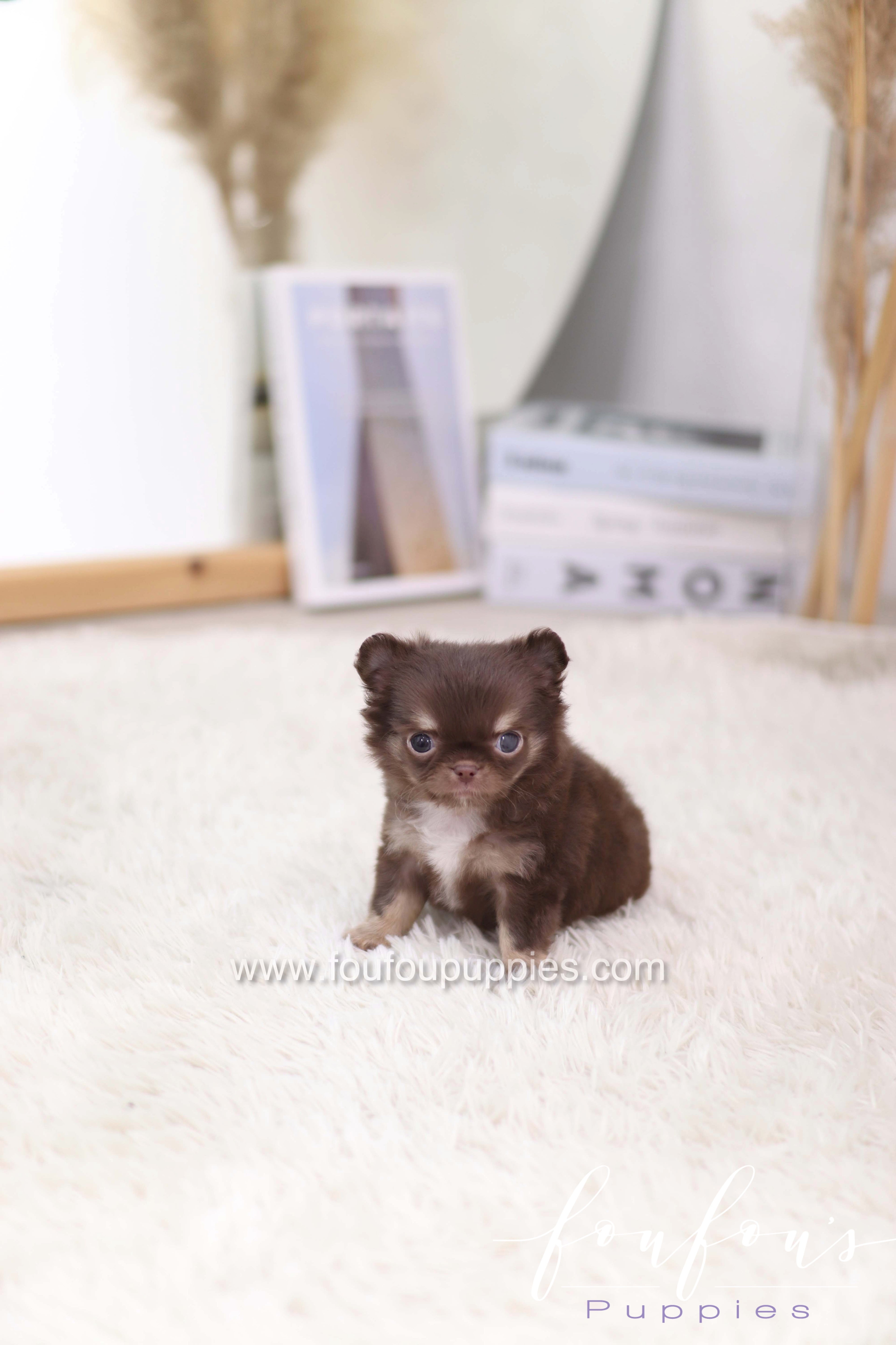 Mocha - Chihuahua F.