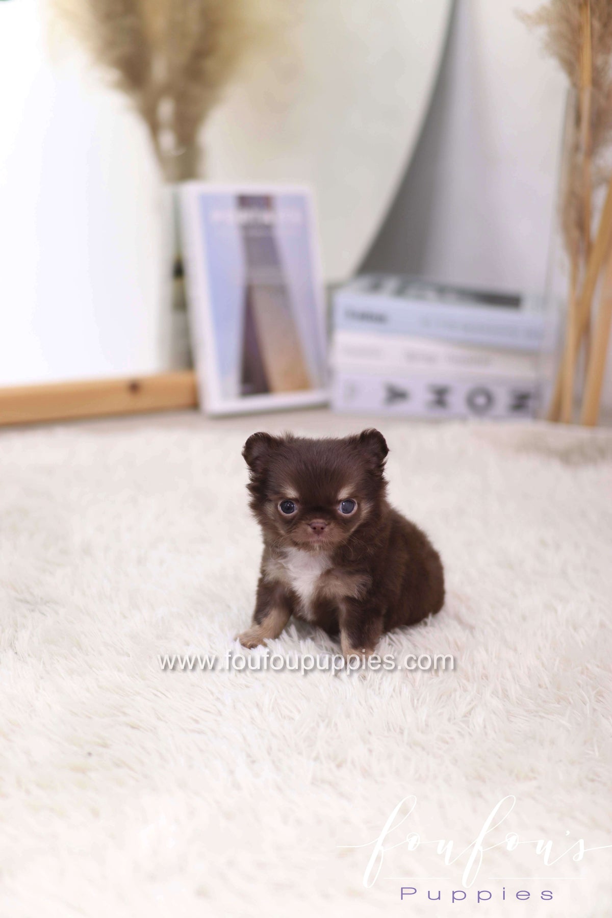 Mocha - Chihuahua F.