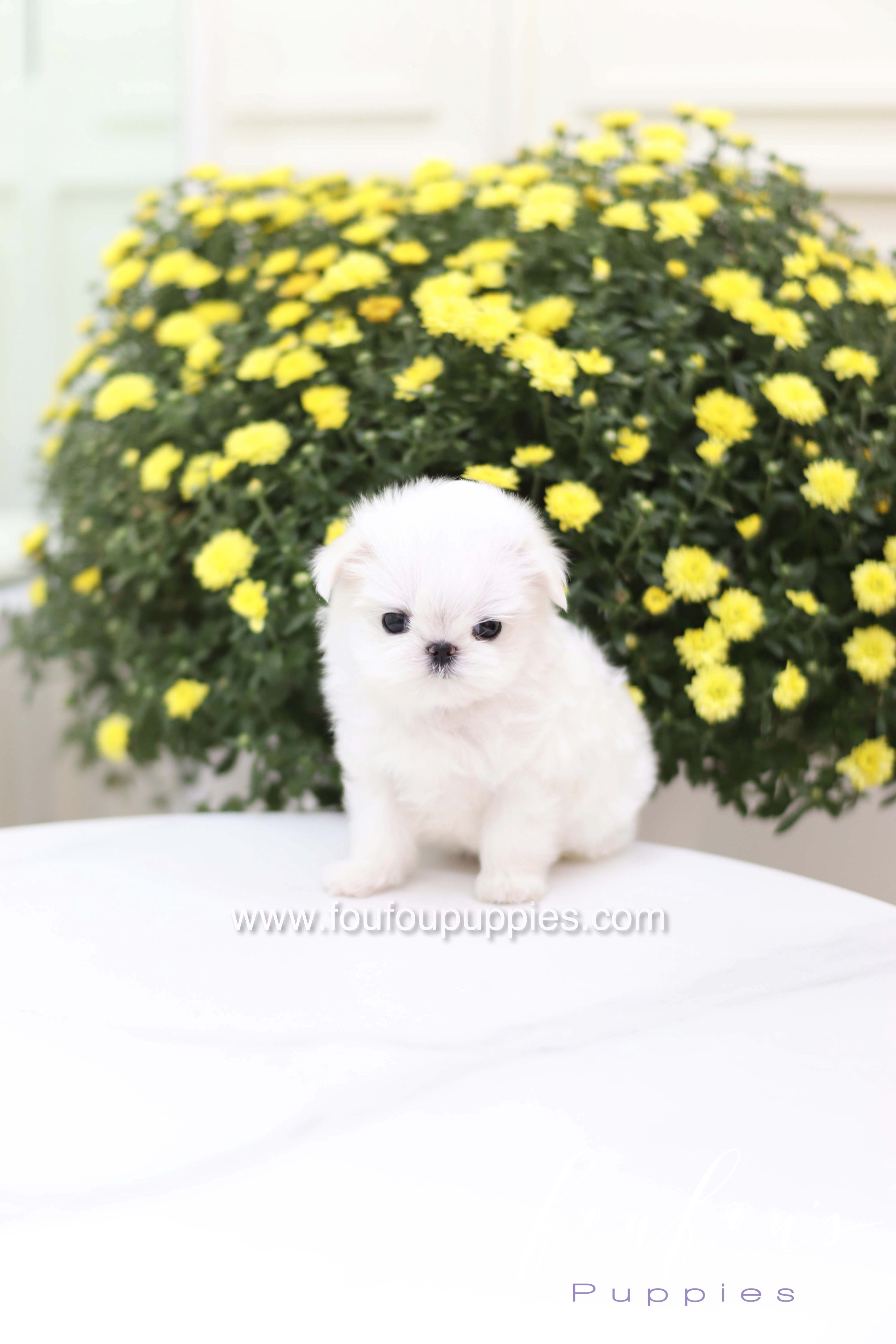 Teeny - Maltese F.
