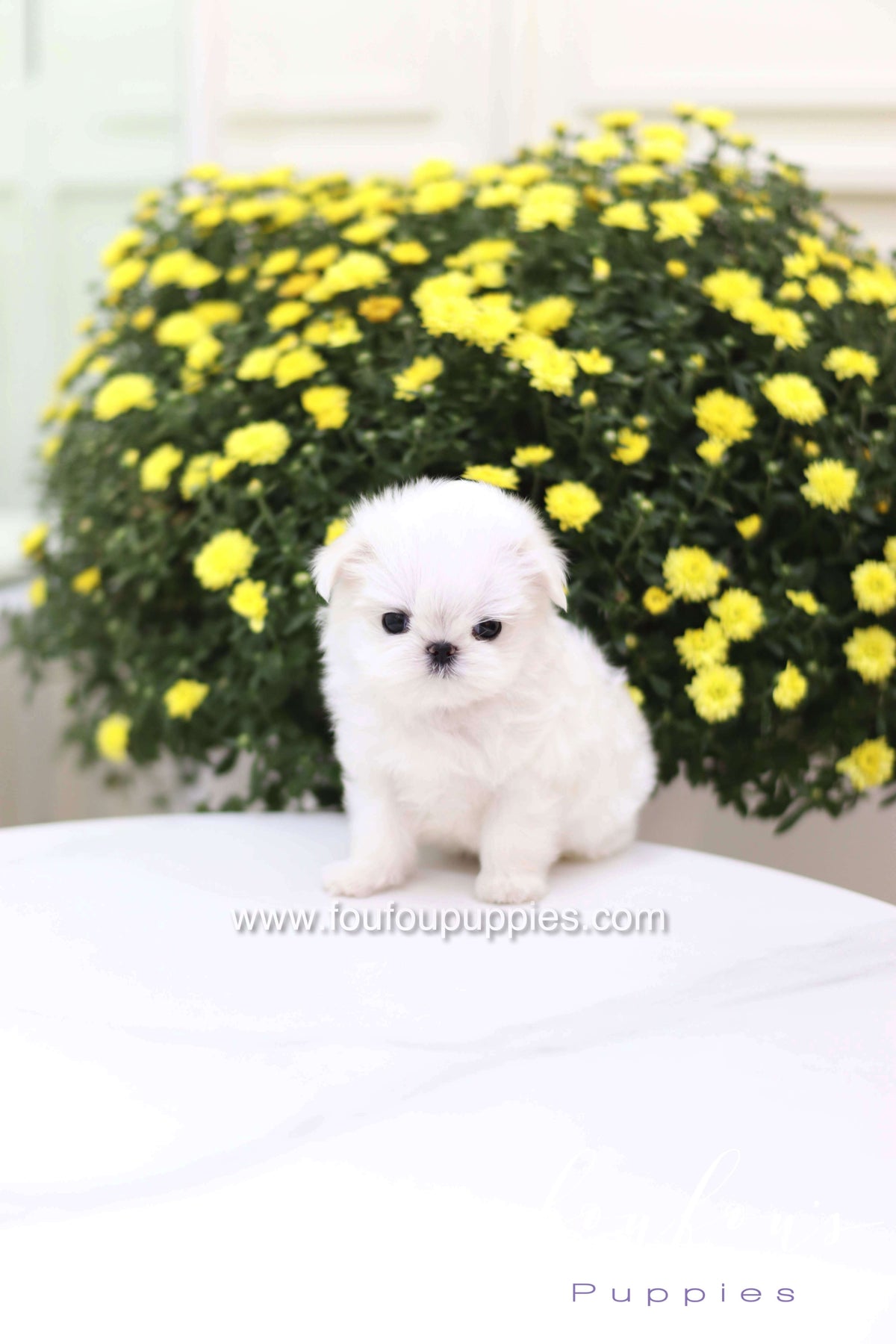 Teeny - Maltese F.