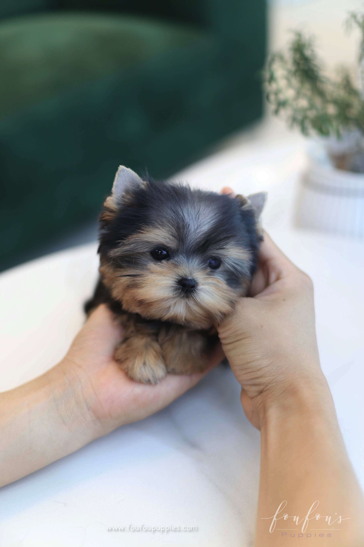 Tinker - Yorkshire Terrier F.