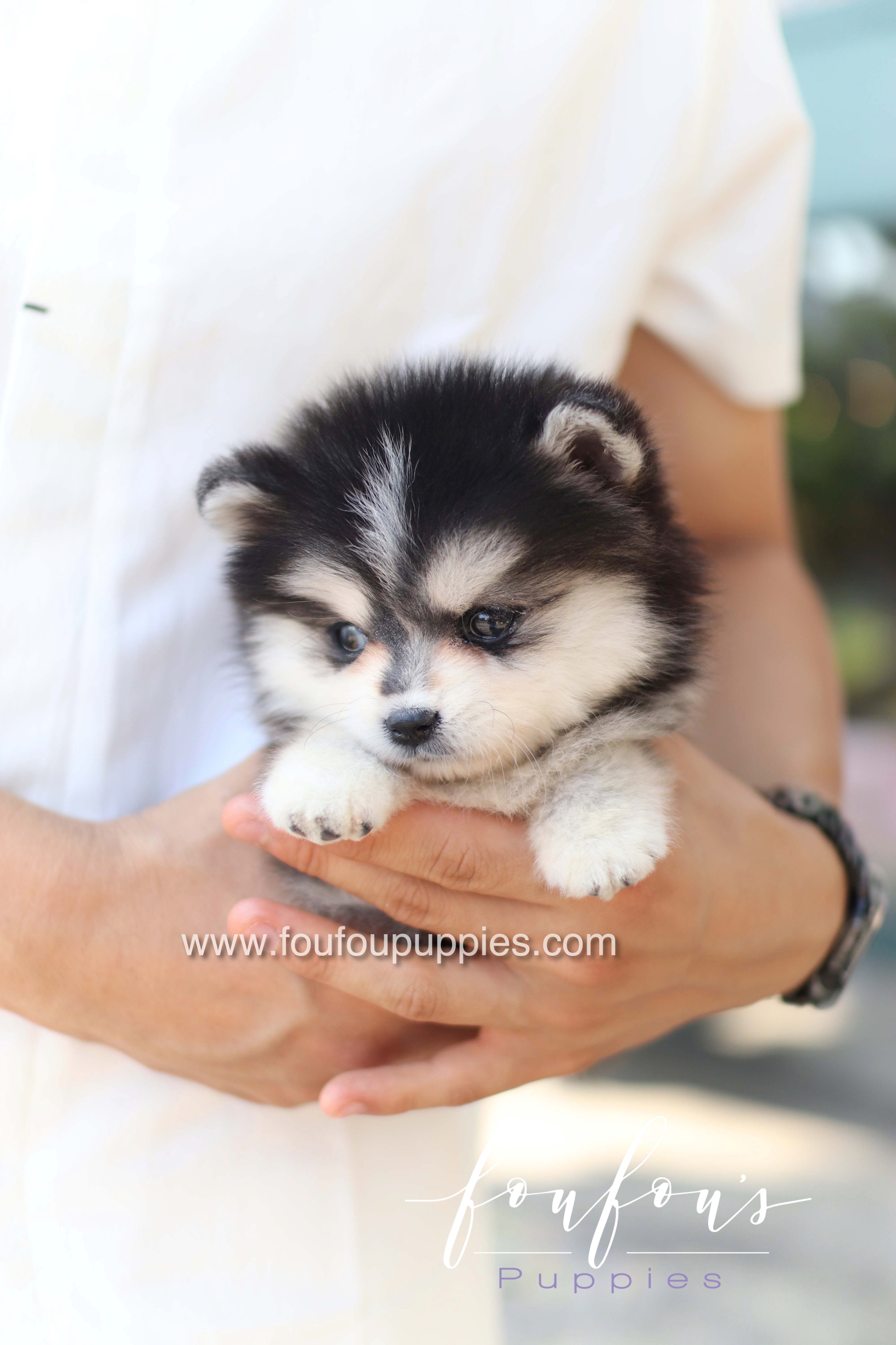 Moíshi - Pomsky M.