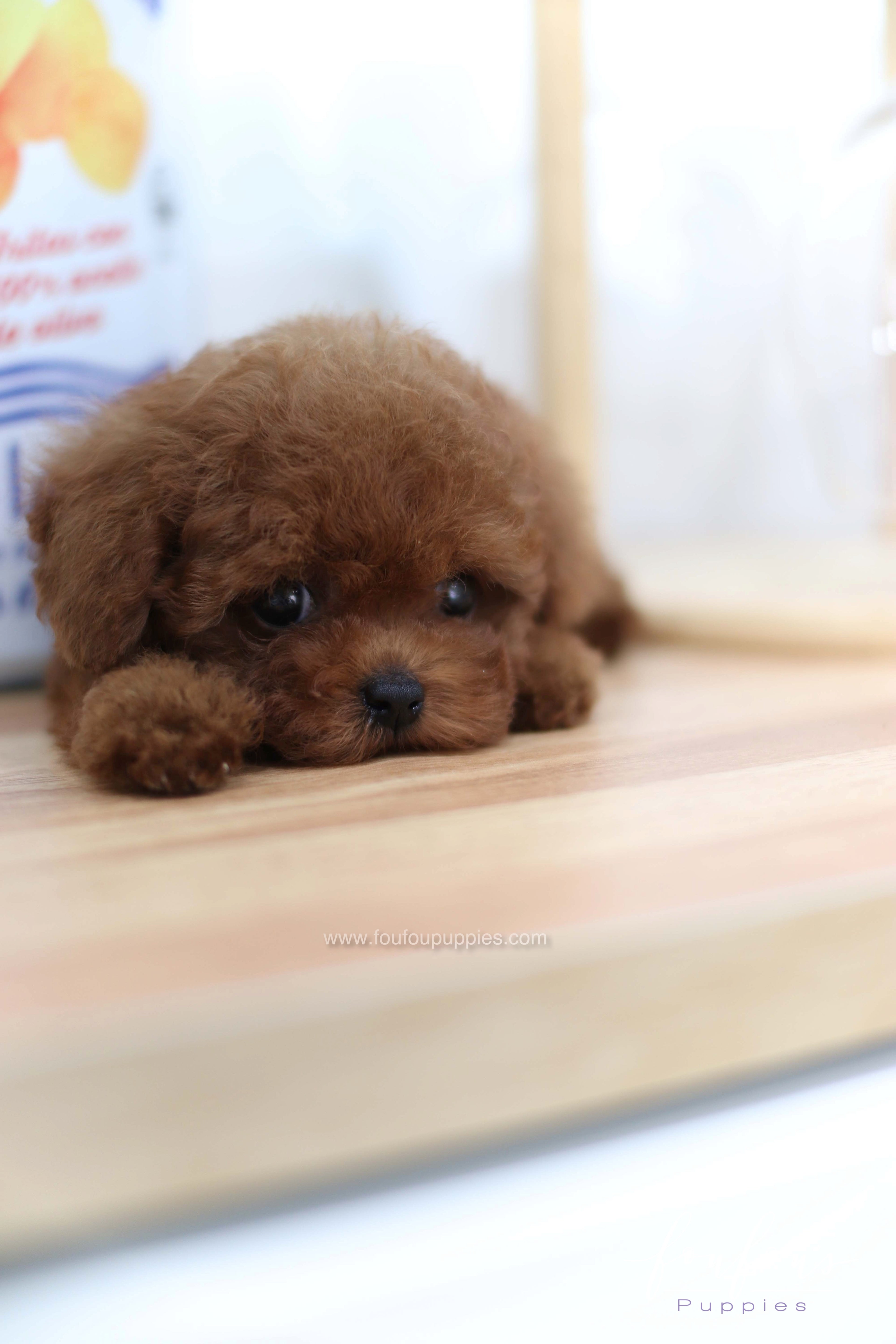 Lady - Poodle F. -