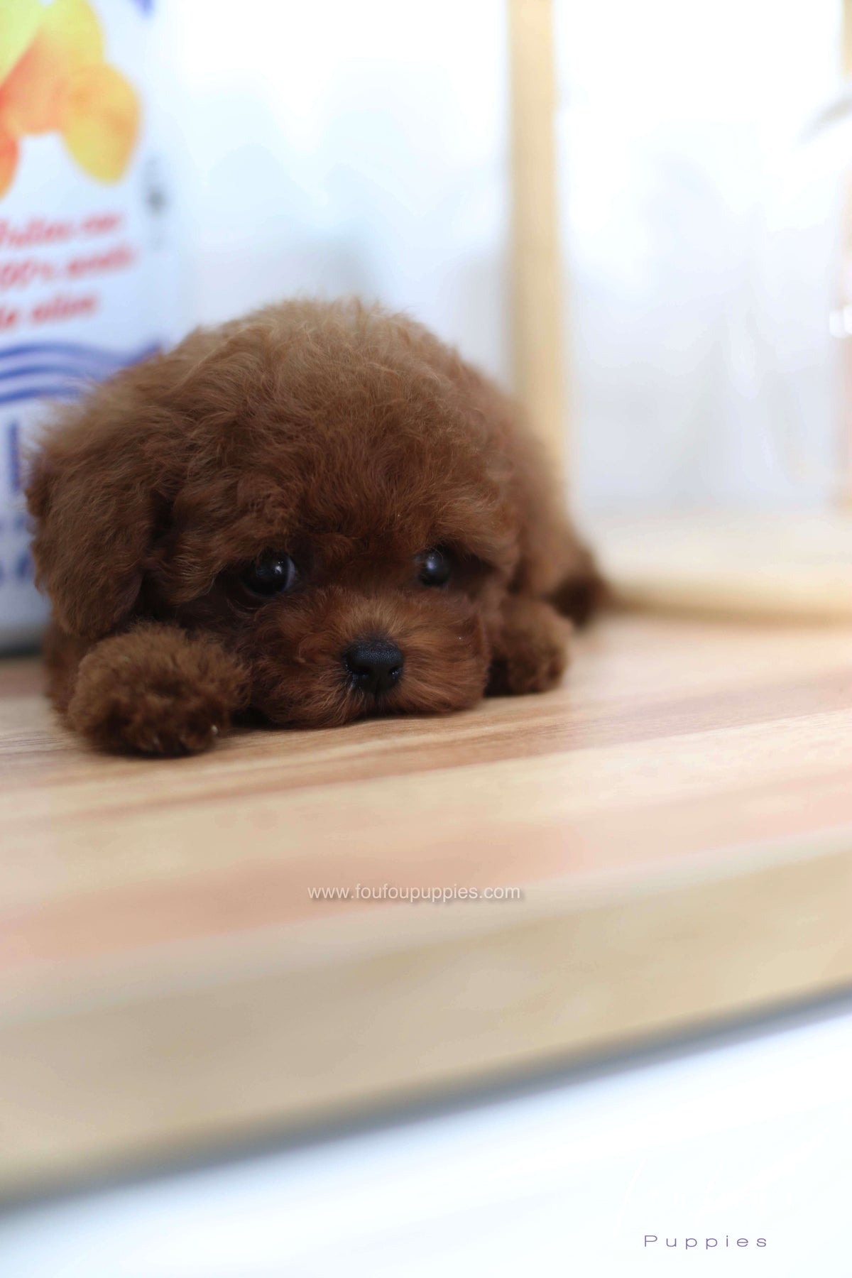 Lady - Poodle F. -