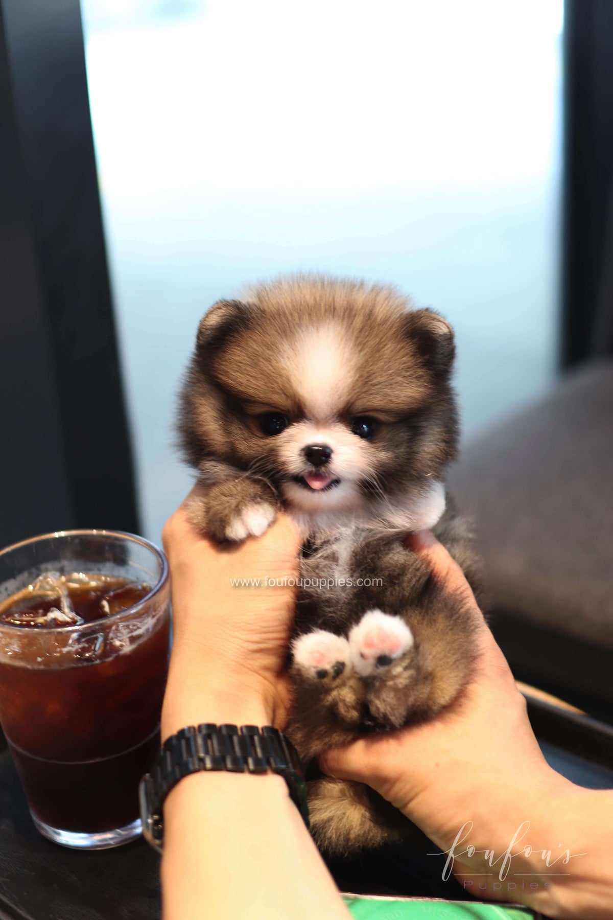 Kelly - Pomeranian F.