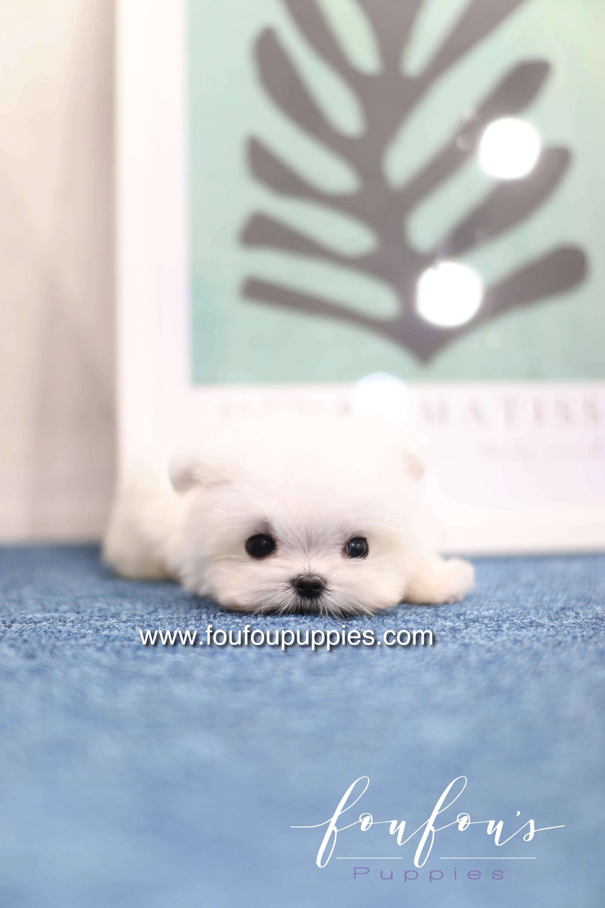 Daisy - Maltese F. -