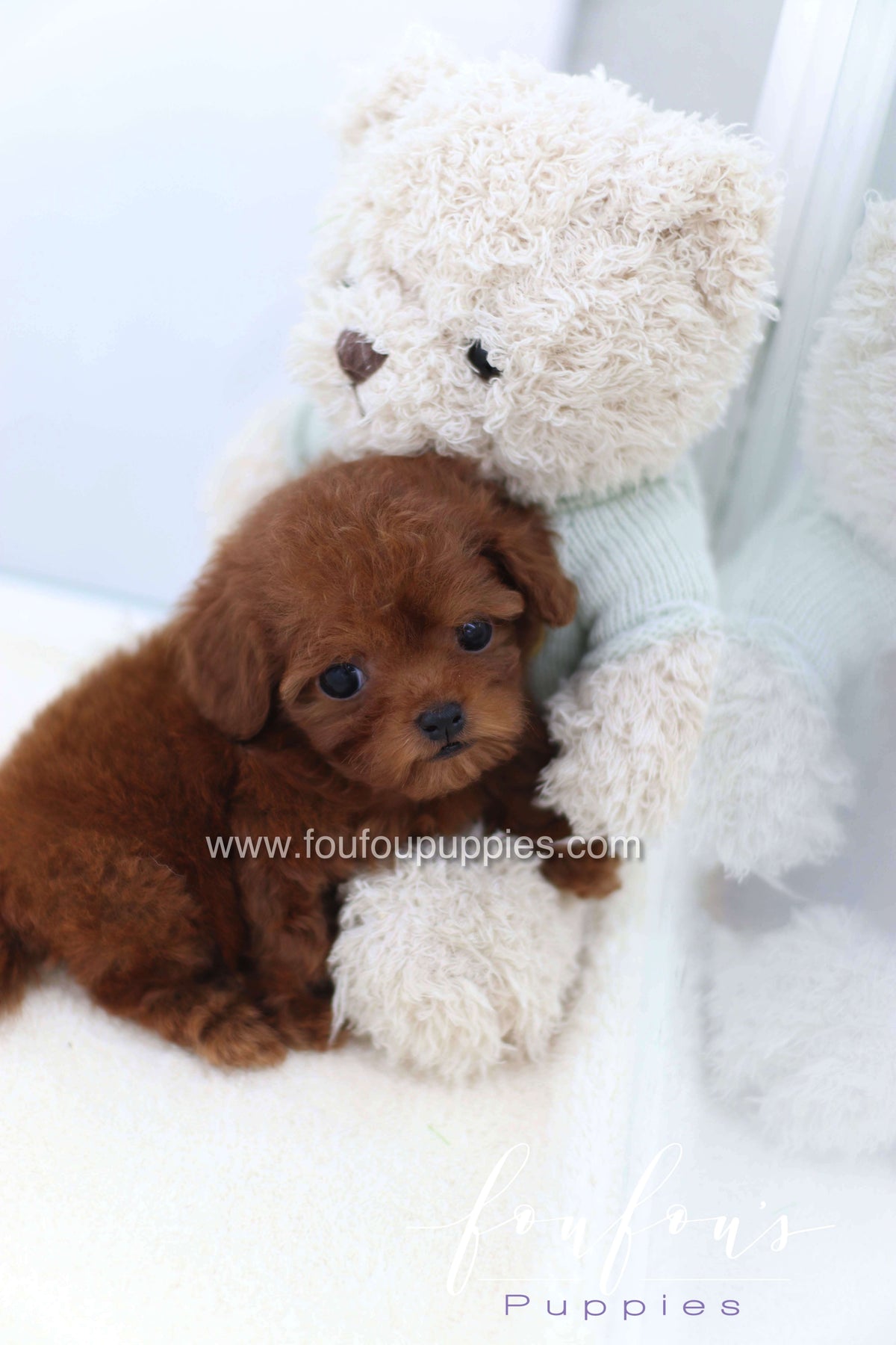 Charlotte - Poodle F.