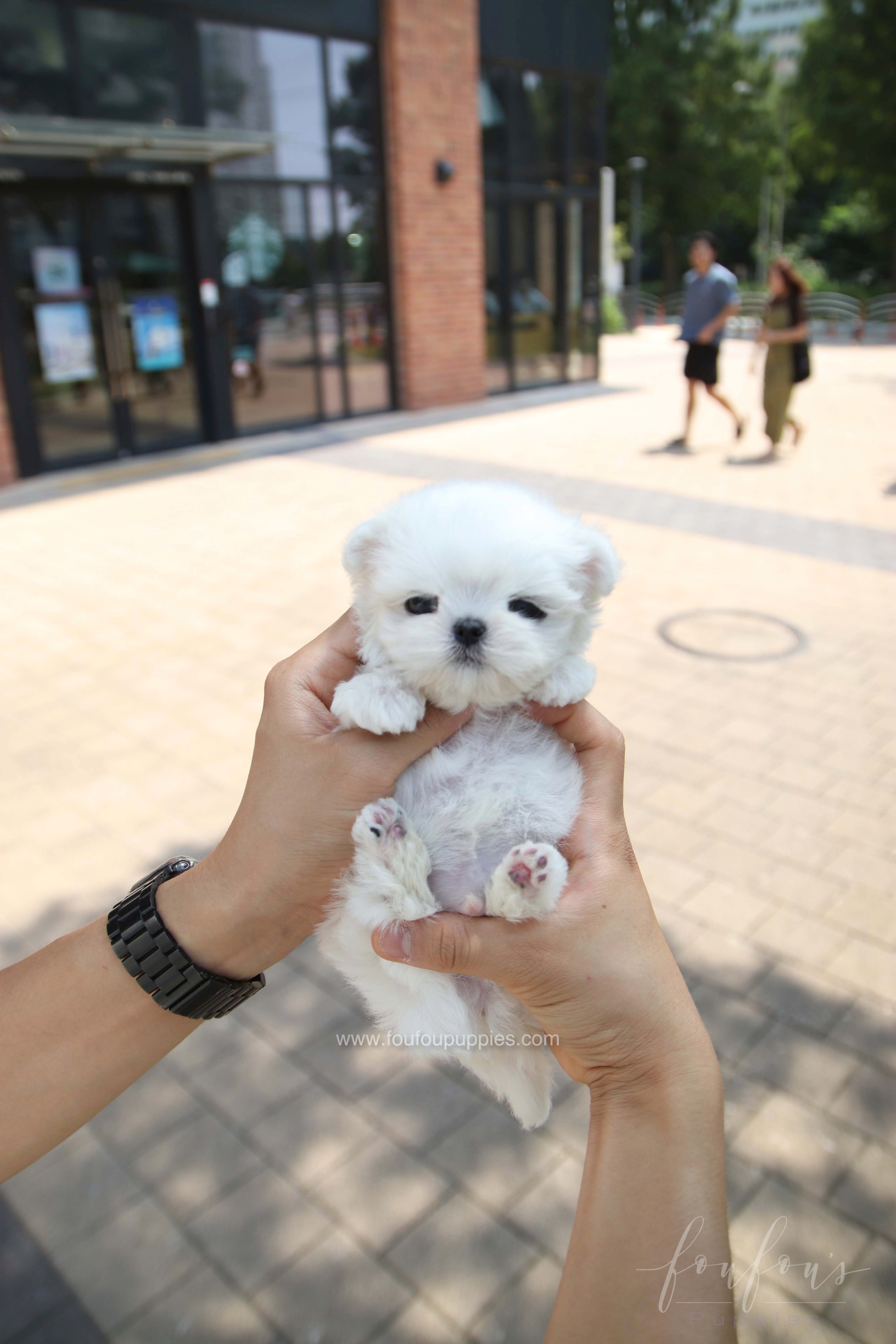 PoohBear - Maltese M.