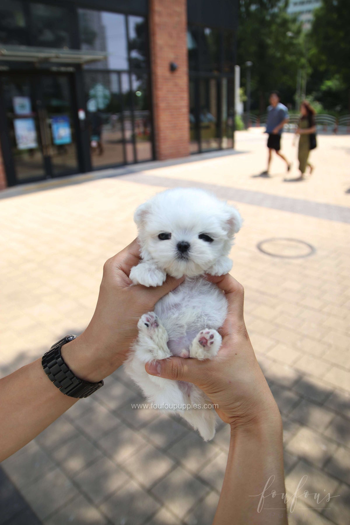 PoohBear - Maltese M.