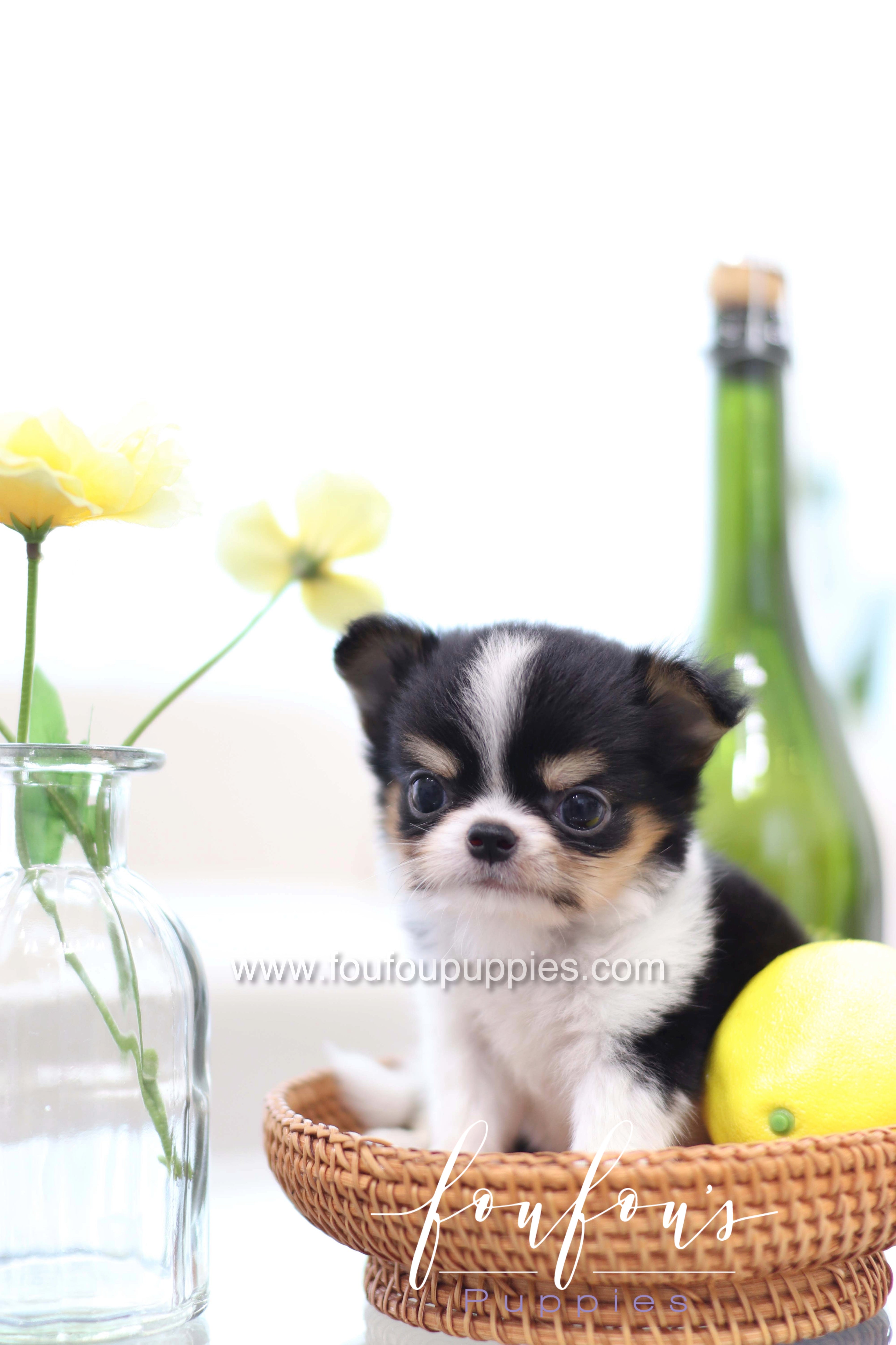 Pablo - Chihuahua M.