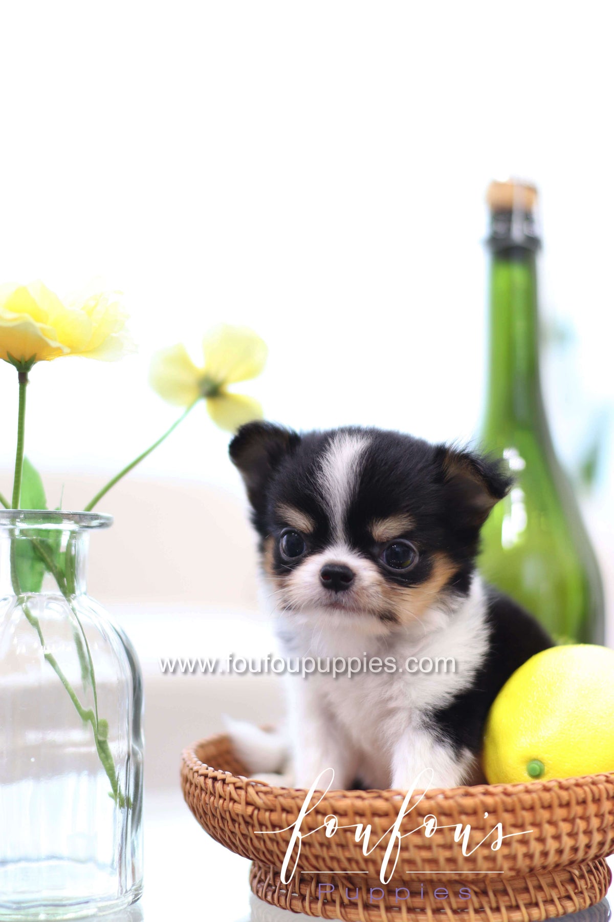 Pablo - Chihuahua M.