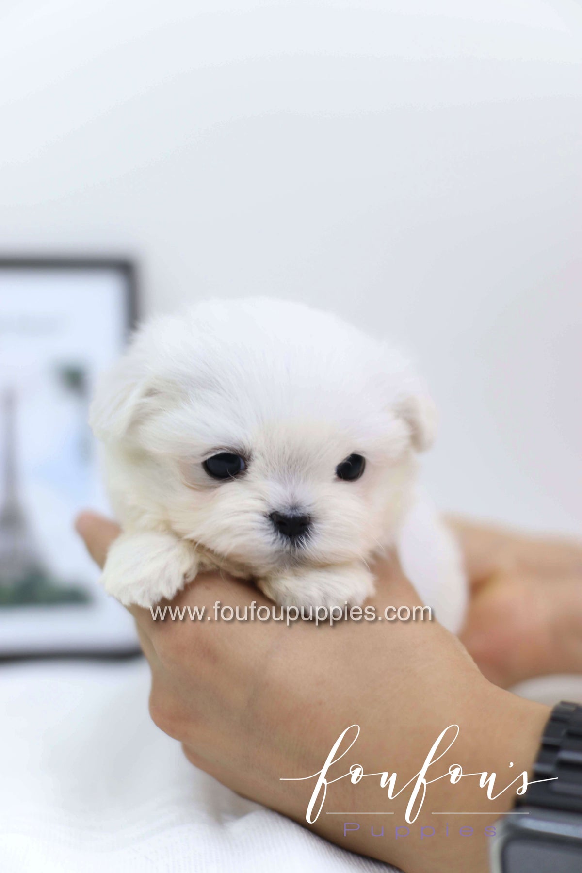 Cléo - Maltese F.