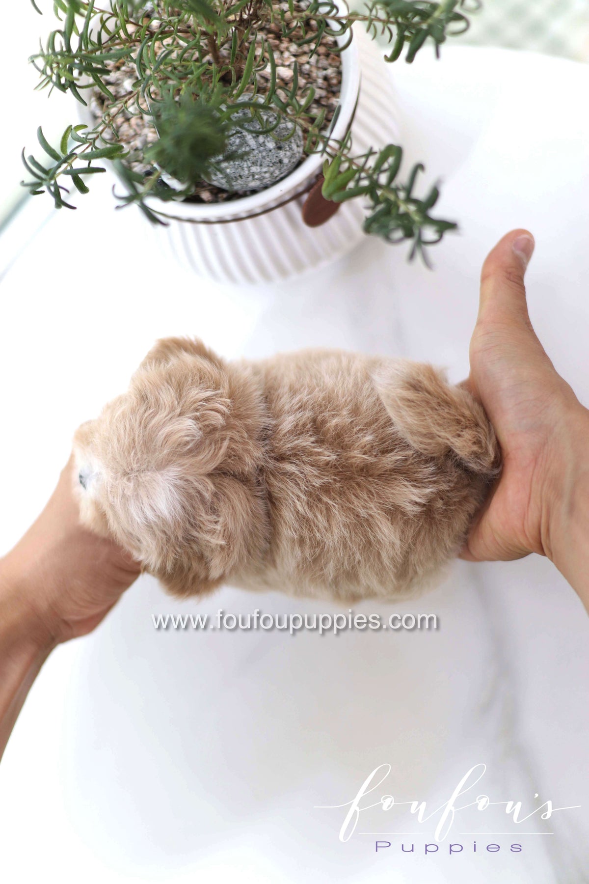 Milena - Maltipoo F.