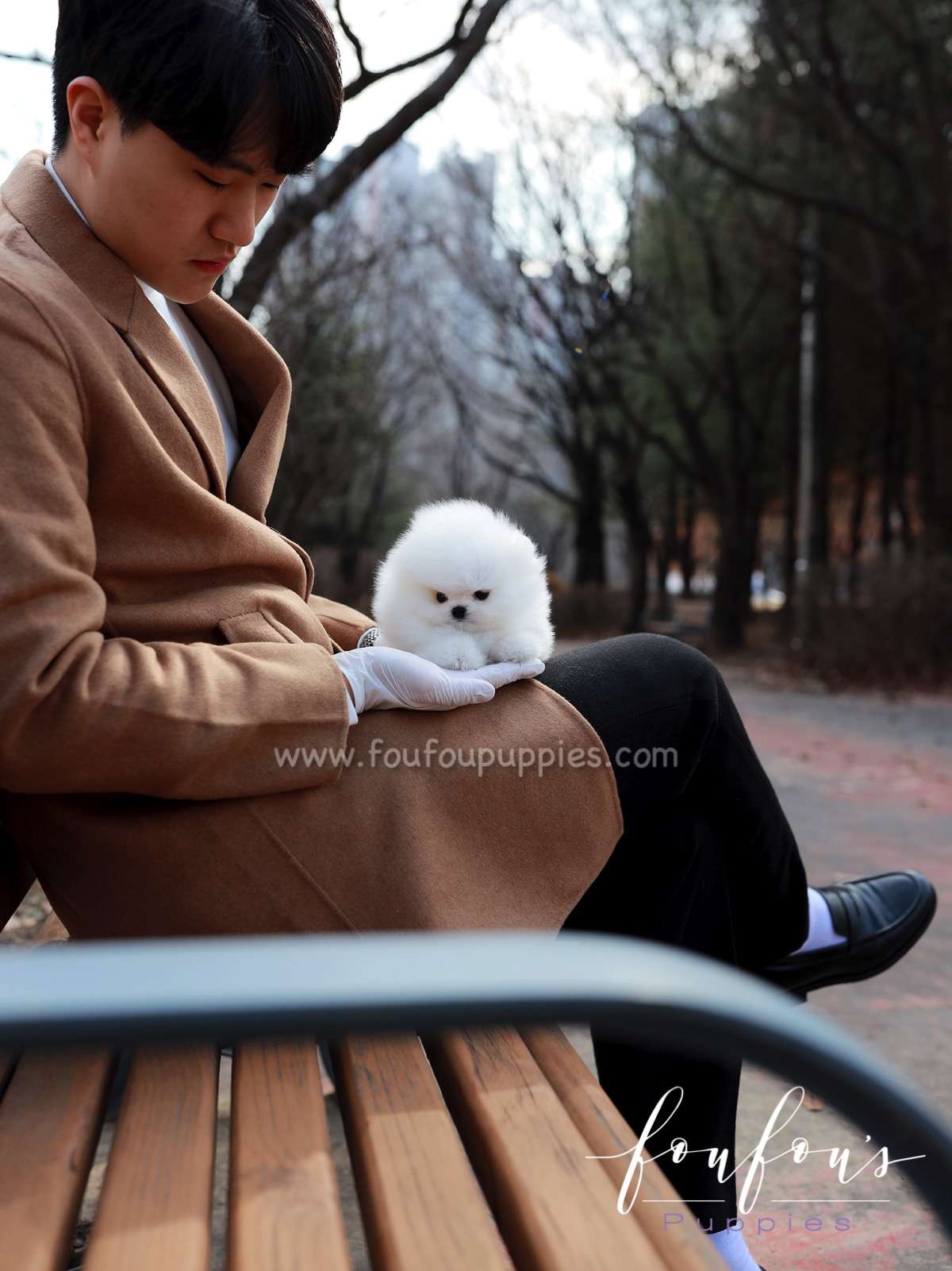 La Jaconde - Pomeranian F.