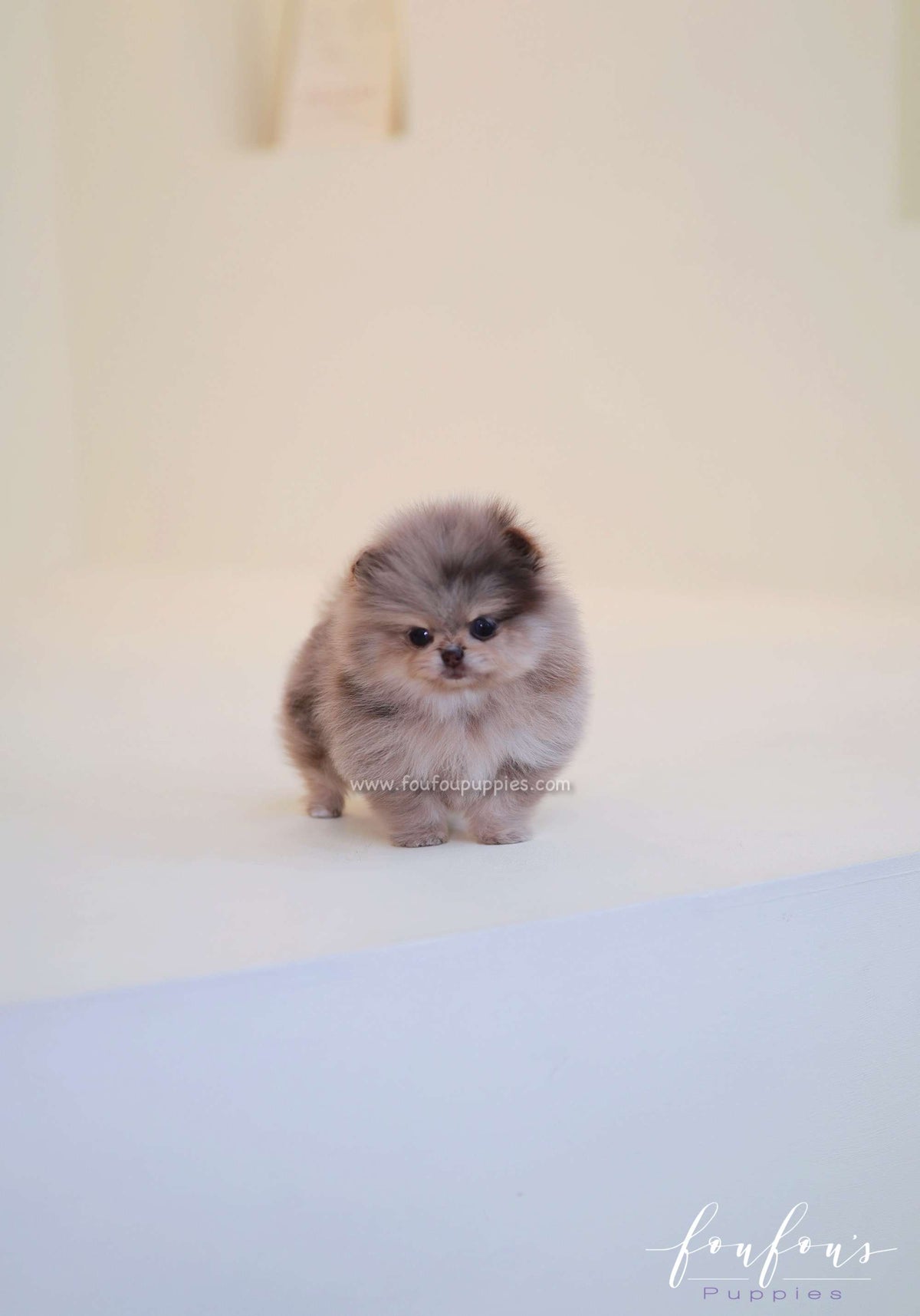 Cléo - Pomeranian F.