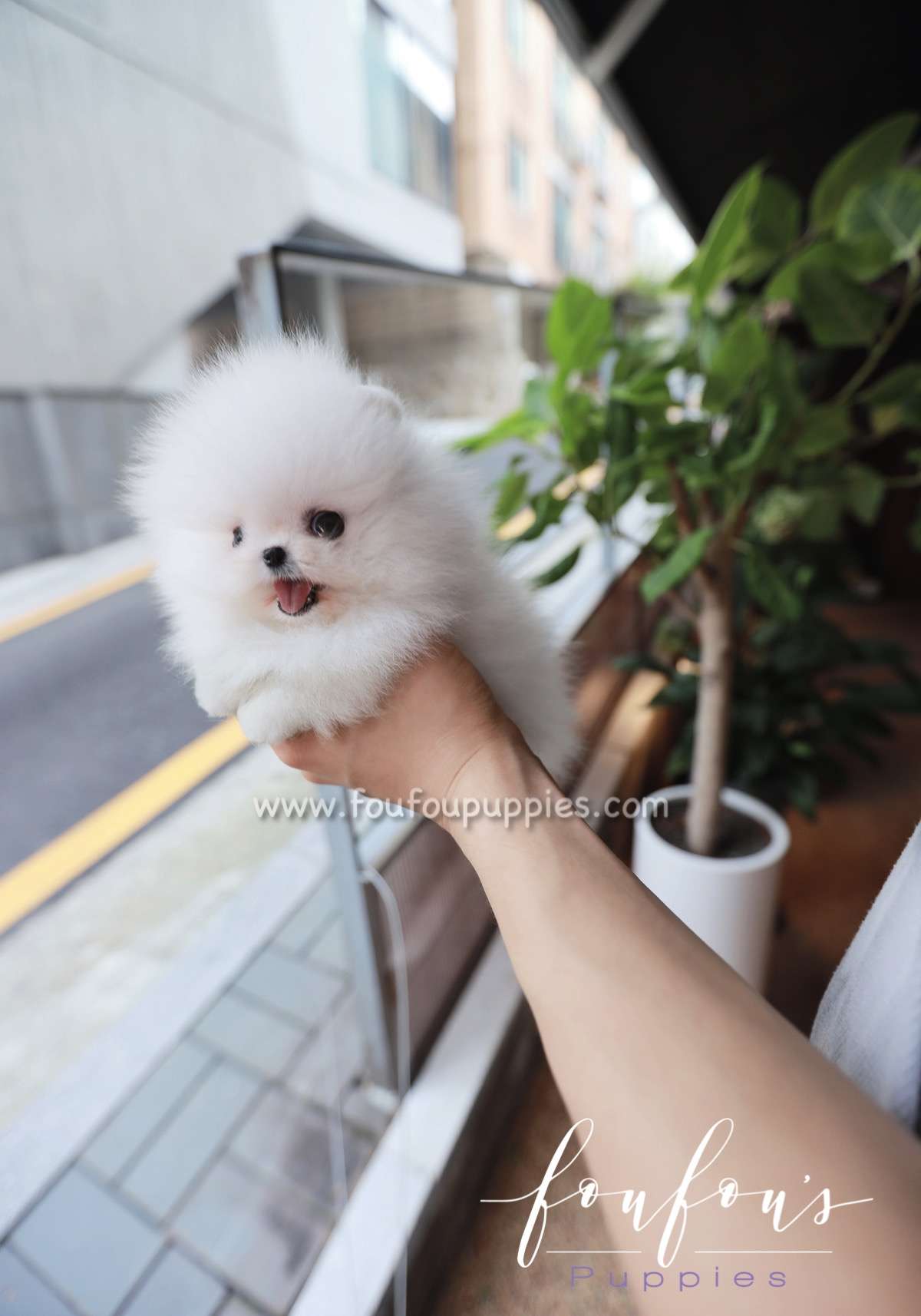 Santorini - Pomeranian M.