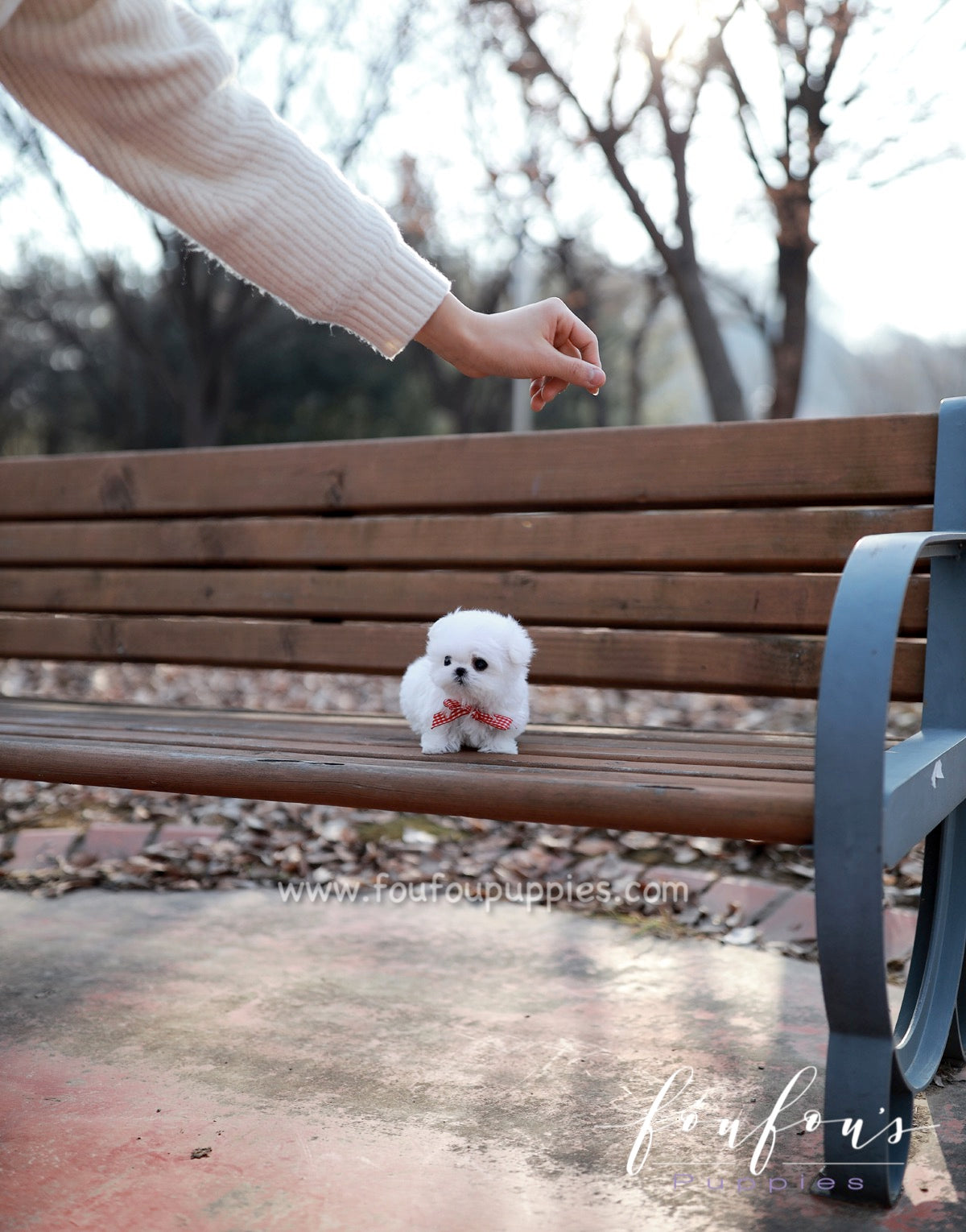 London - Maltese F.