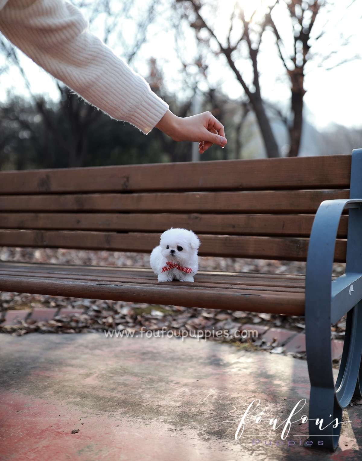 London - Maltese F.