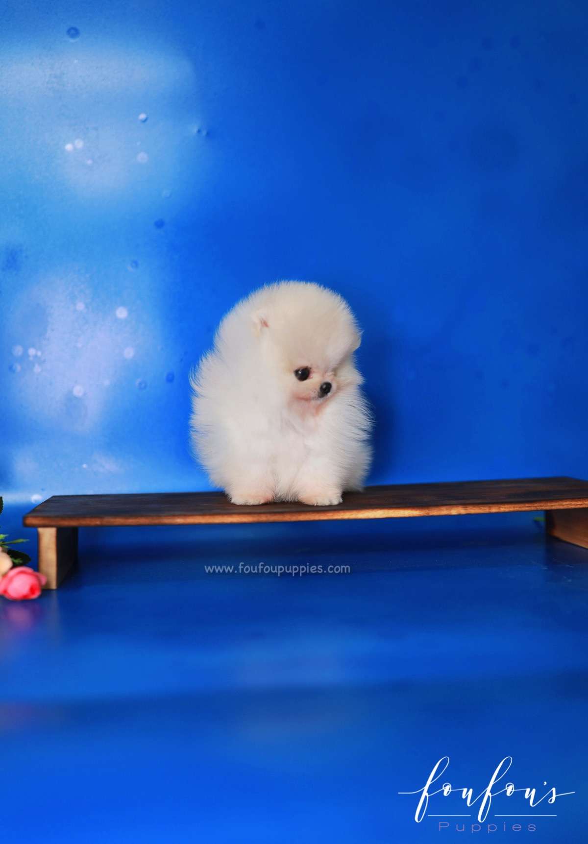 Cotton - Pomeranian F.