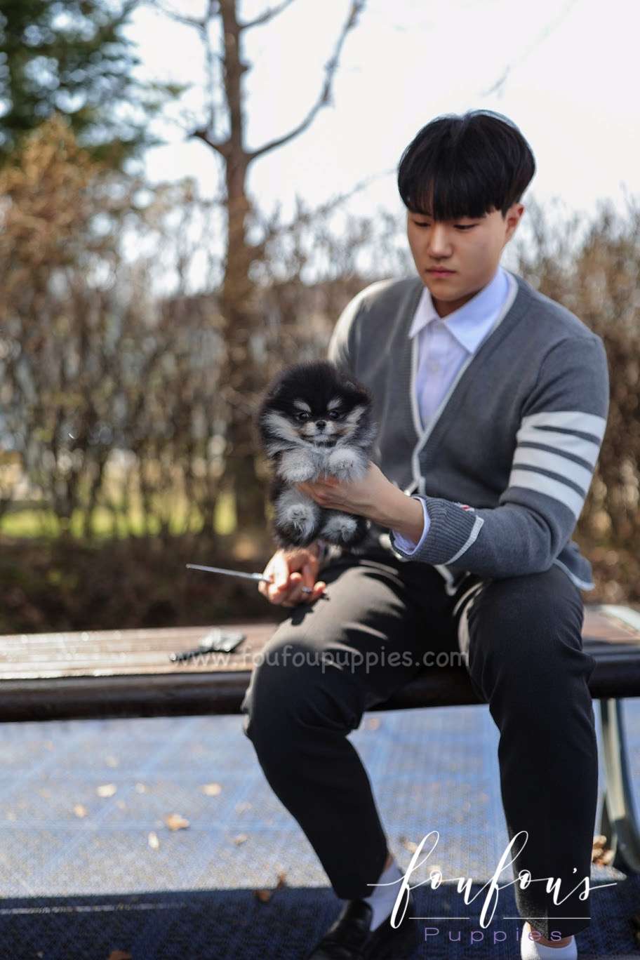 Ace - Pomeranian M.