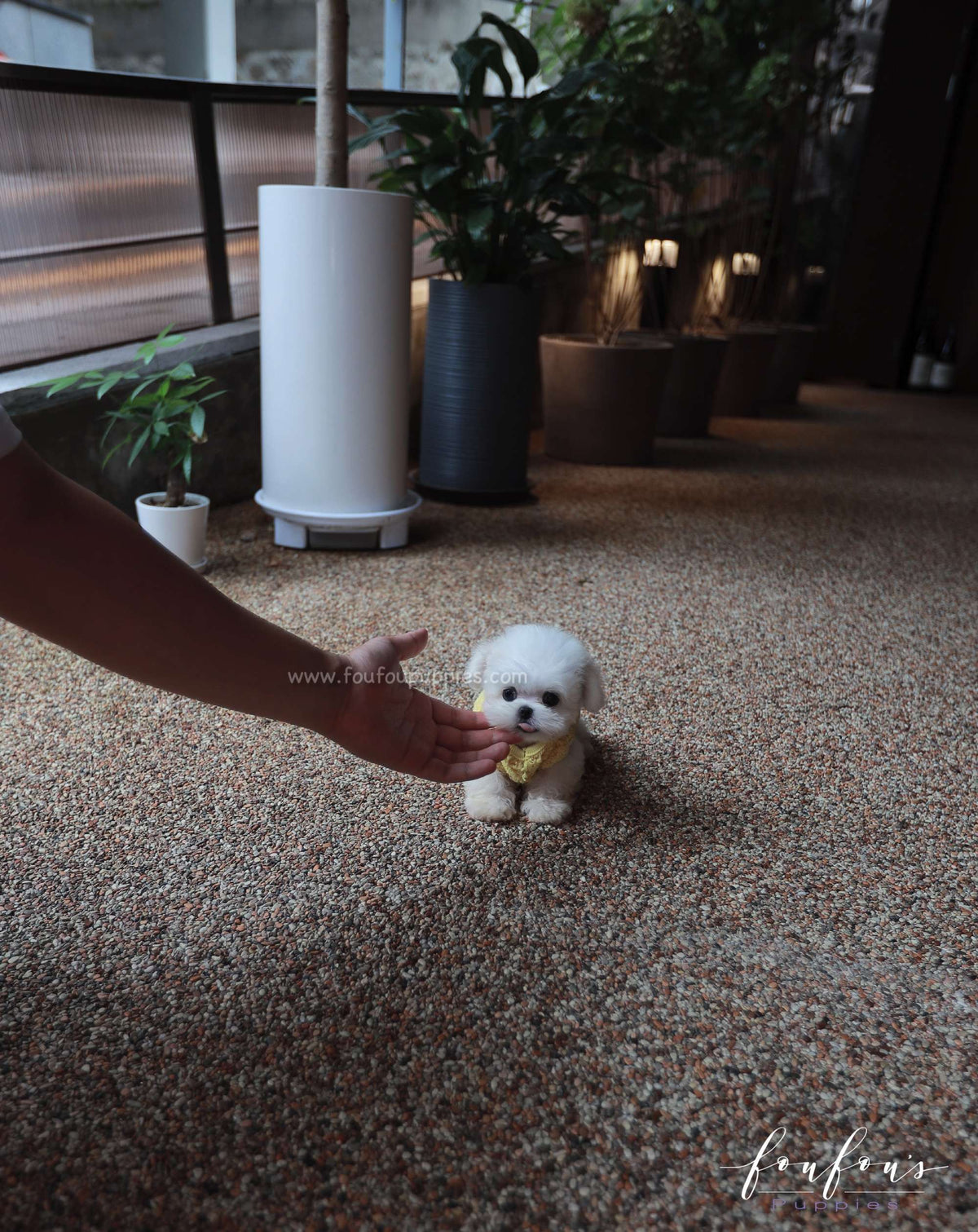 Stewart - Maltese M.