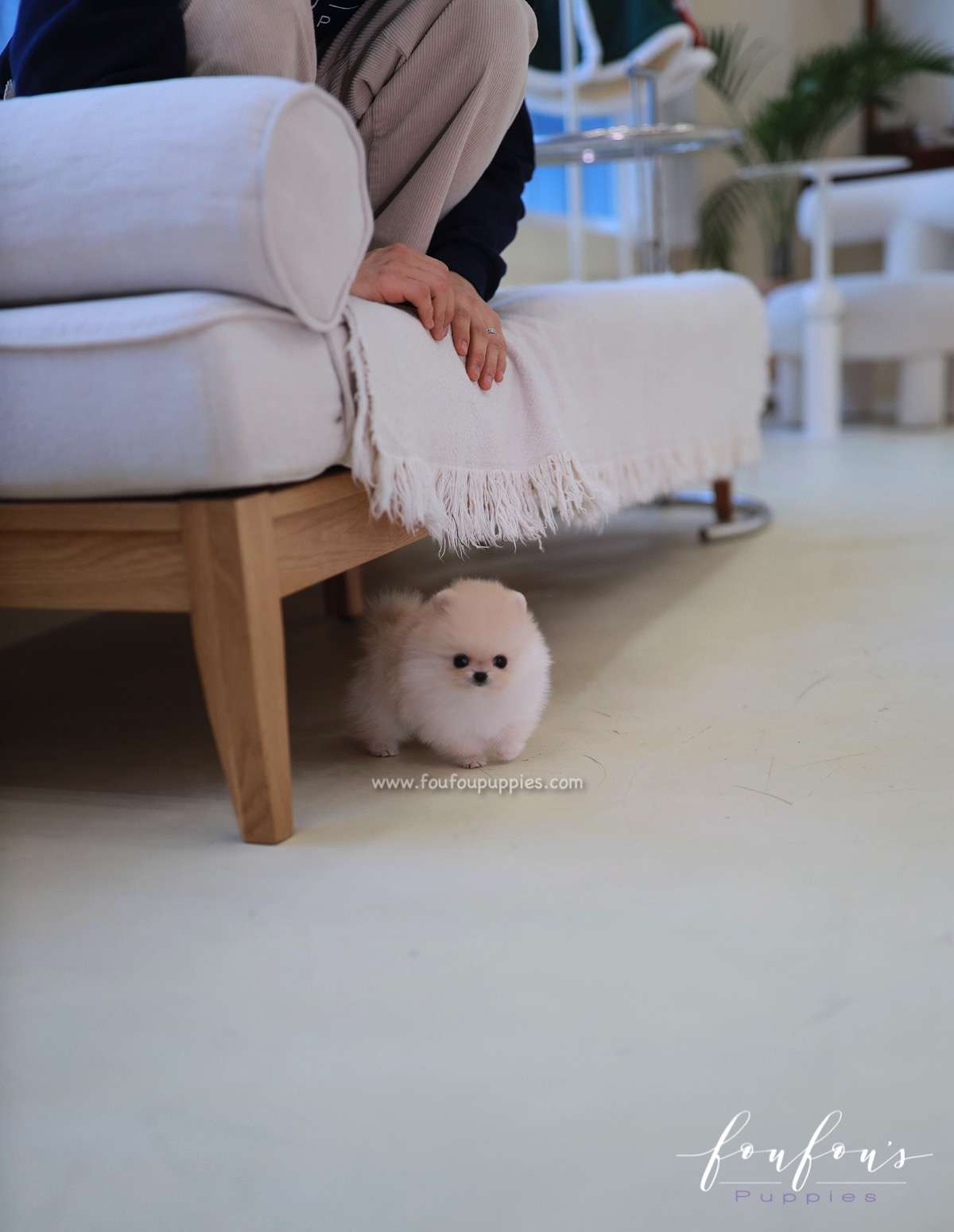 Honey - Pomeranian F.