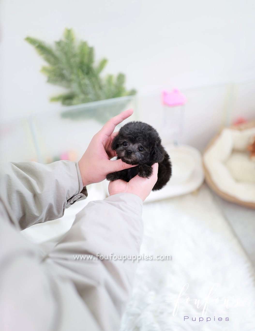 Orion - Poodle M.