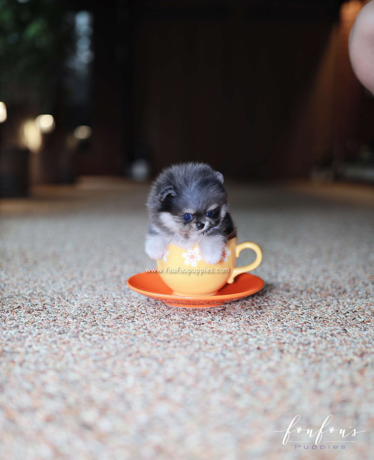 Chance - Pomeranian M.