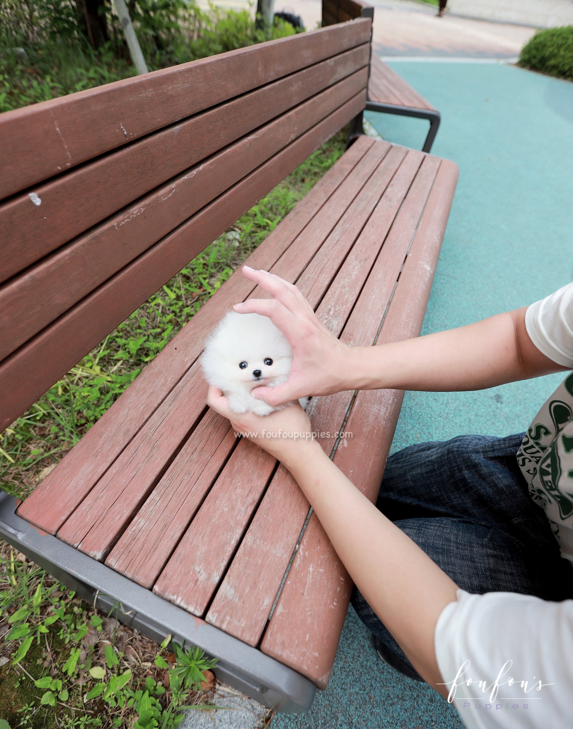 Lumi - Pomeranian F.
