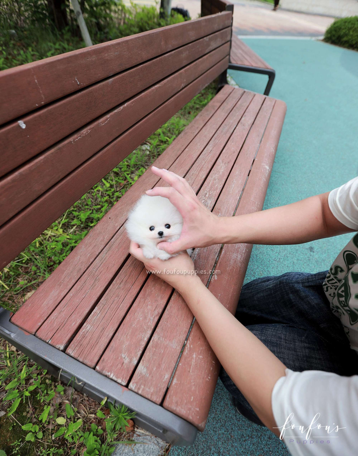 Lumi - Pomeranian F.