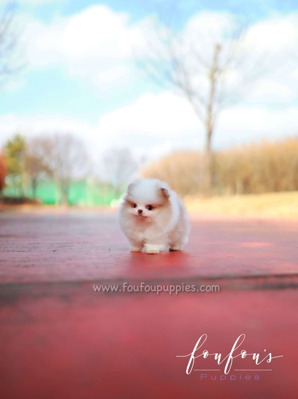 Amalfi - Pomeranian M.