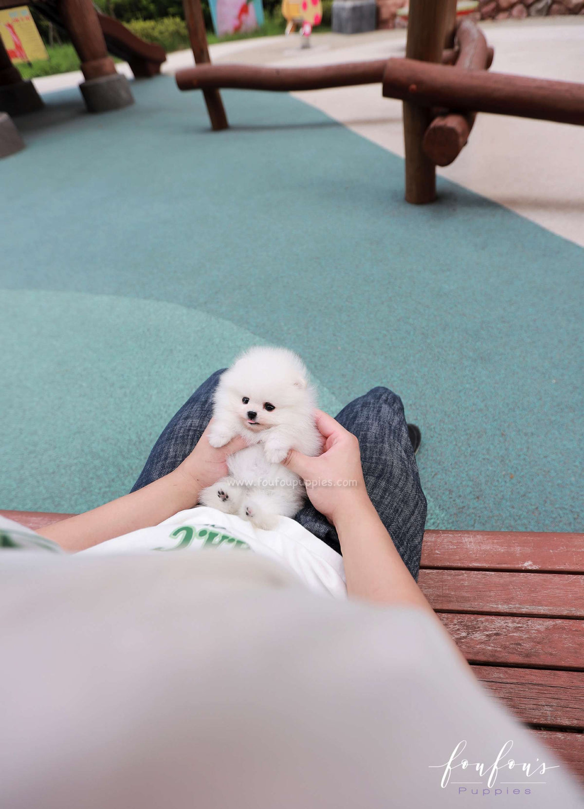 Lumi - Pomeranian F.