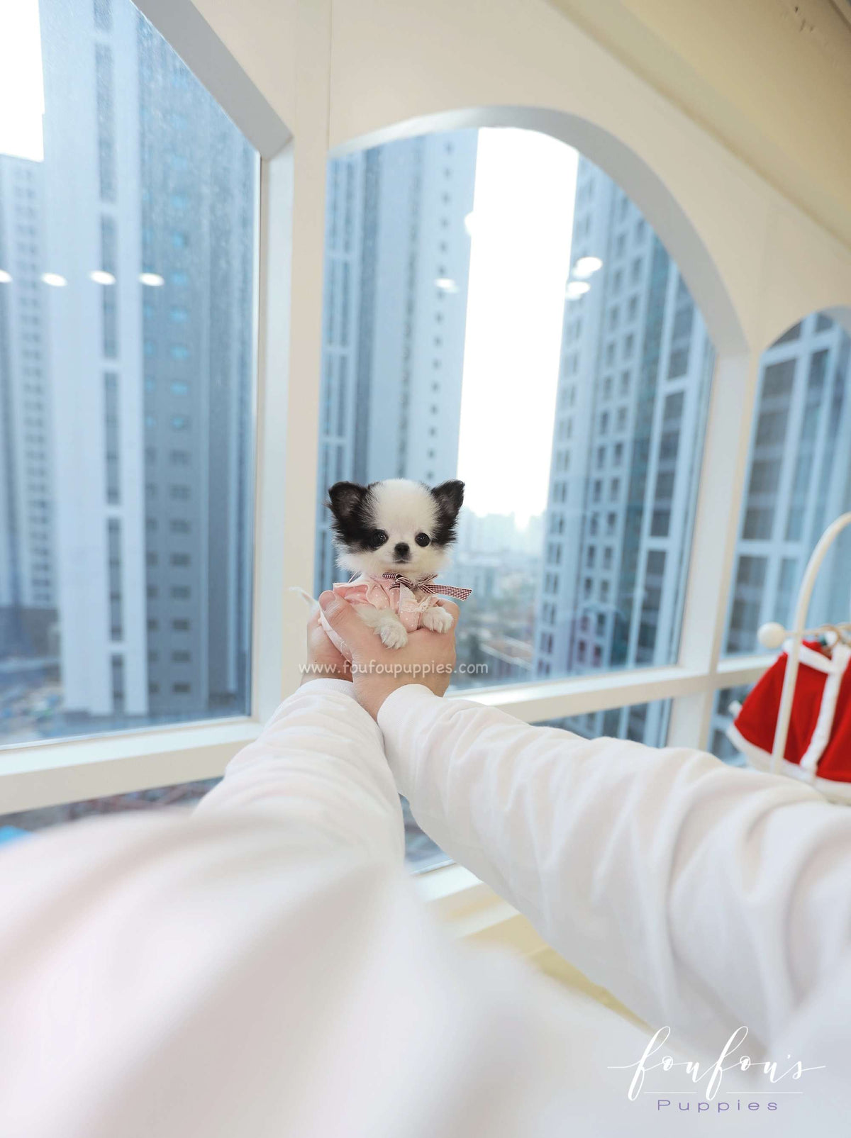 Minnie - Chihuahua F.