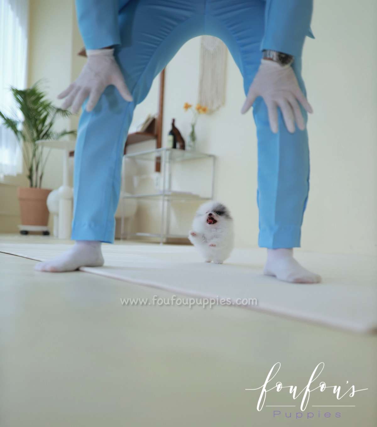 Amara - Pomeranian F.