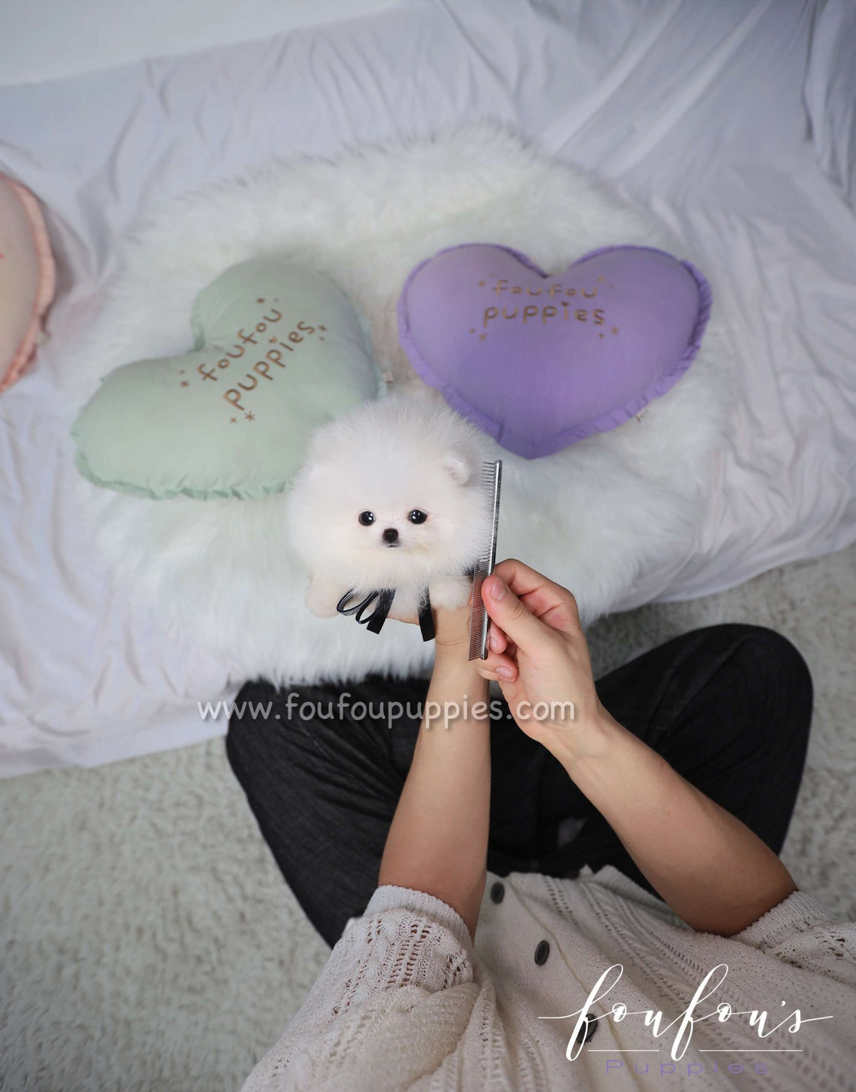 Electra - Pomeranian F.