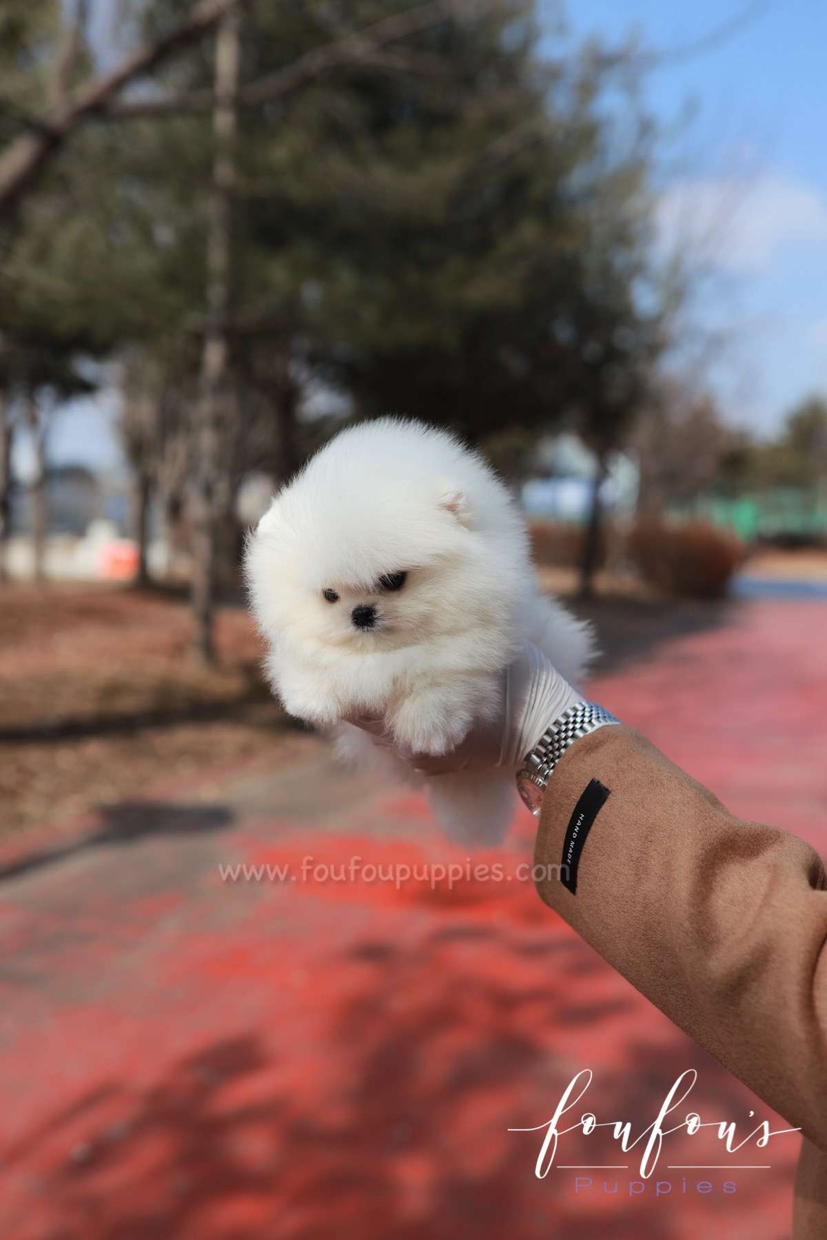 La Jaconde - Pomeranian F.