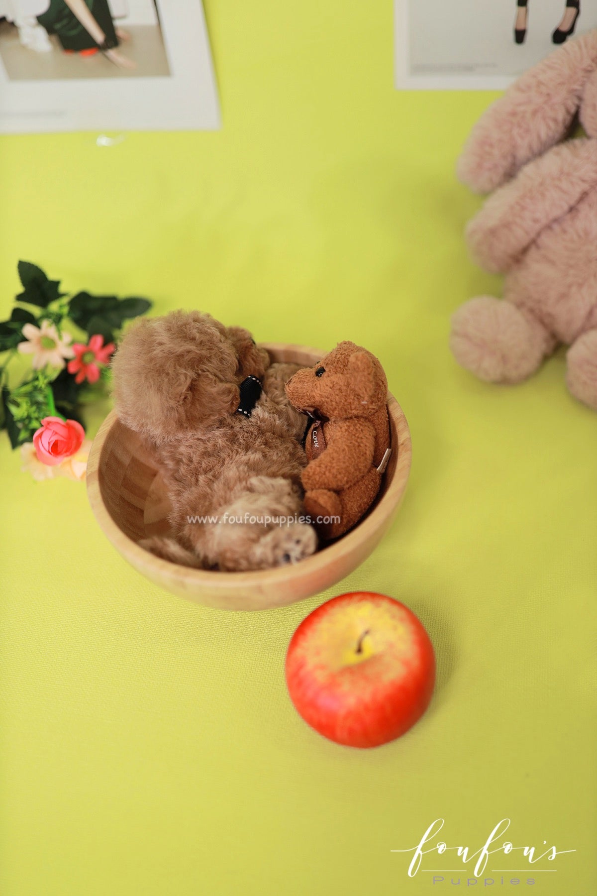 Orion - Poodle M.