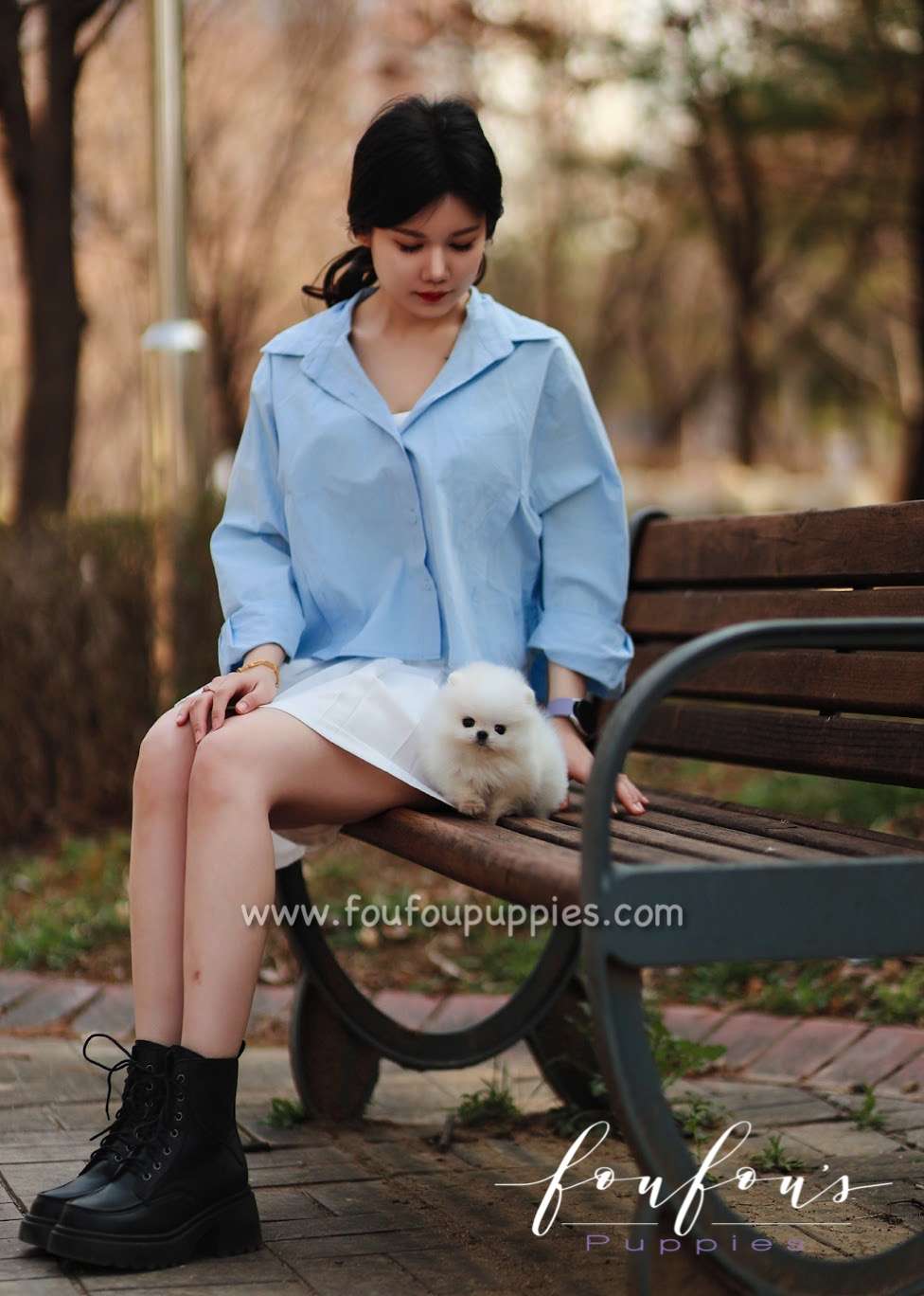 Bijou - Pomeranian F.