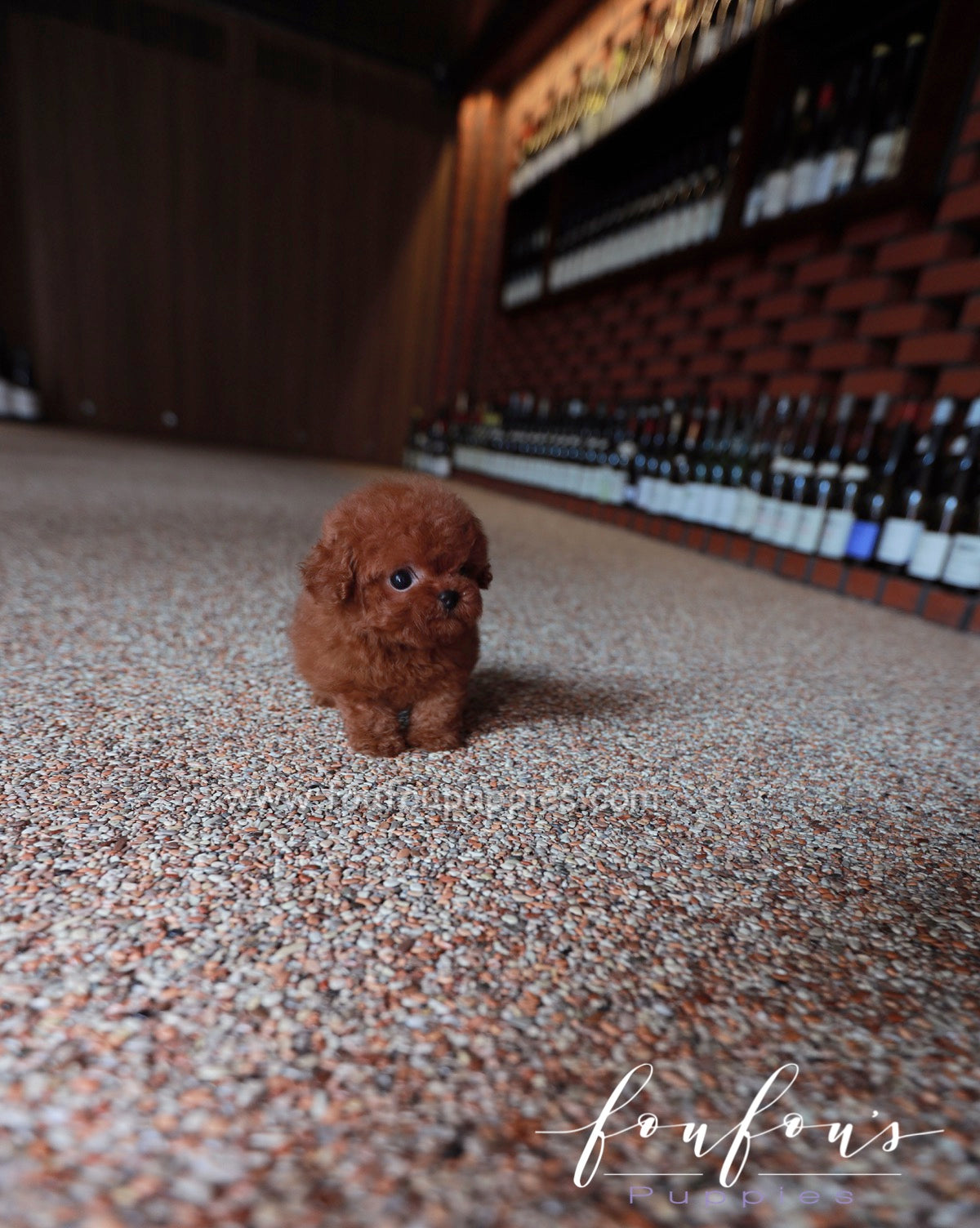 Angel - Poodle F.