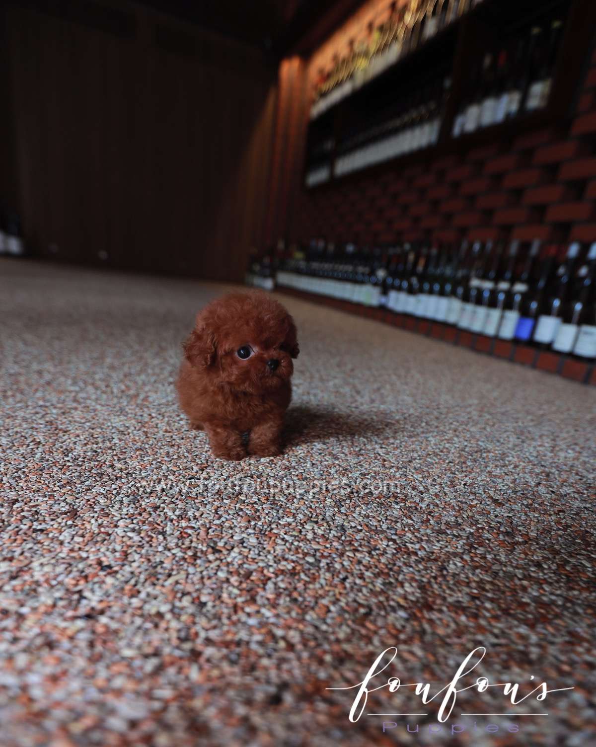 Angel - Poodle F.