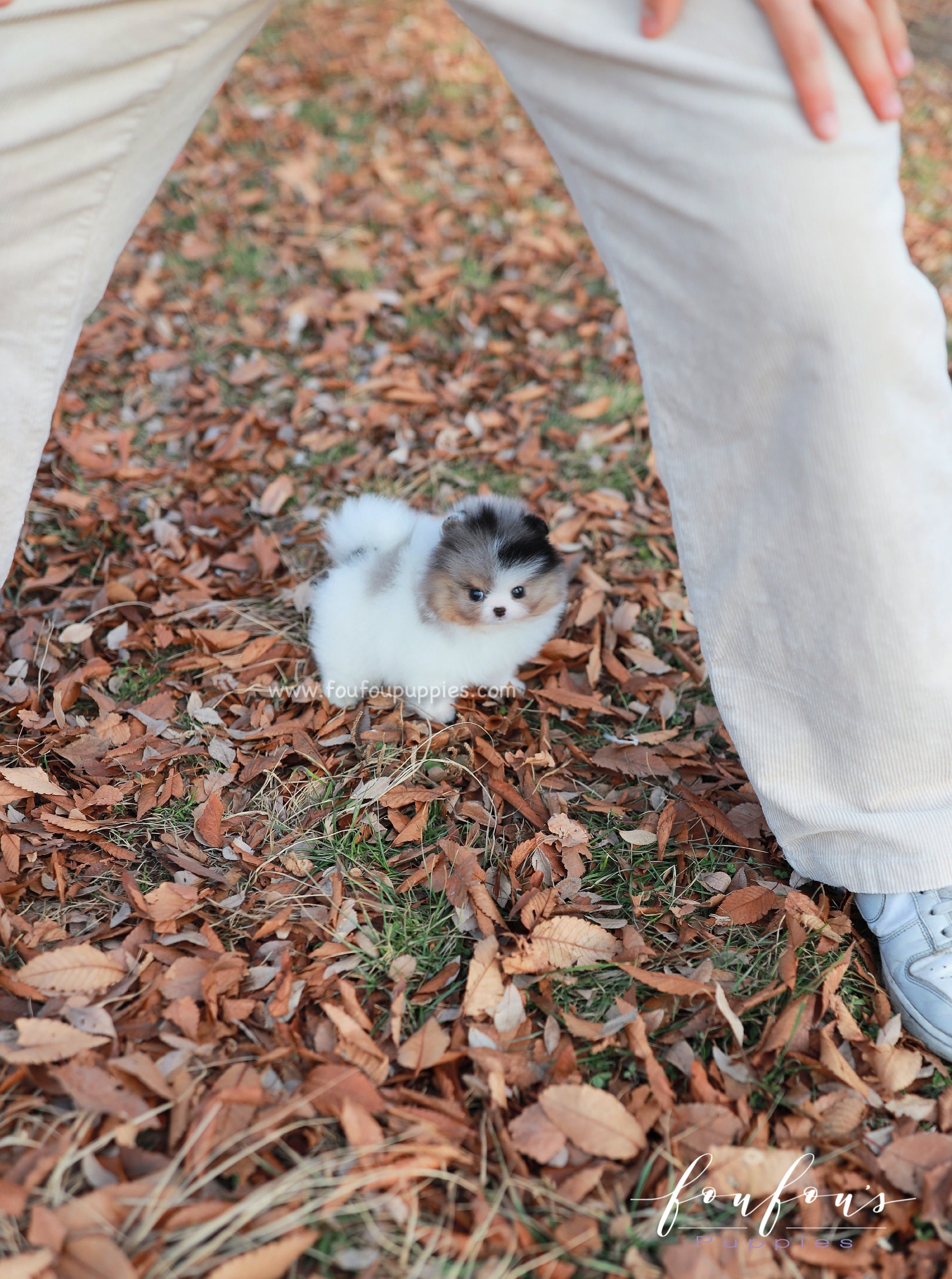 Kai - Pomeranian M.